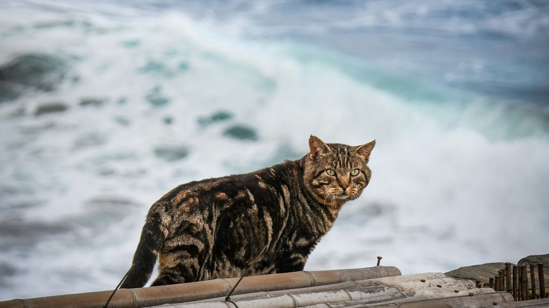 A cat sitting on top of a wooden pier next to the ocean