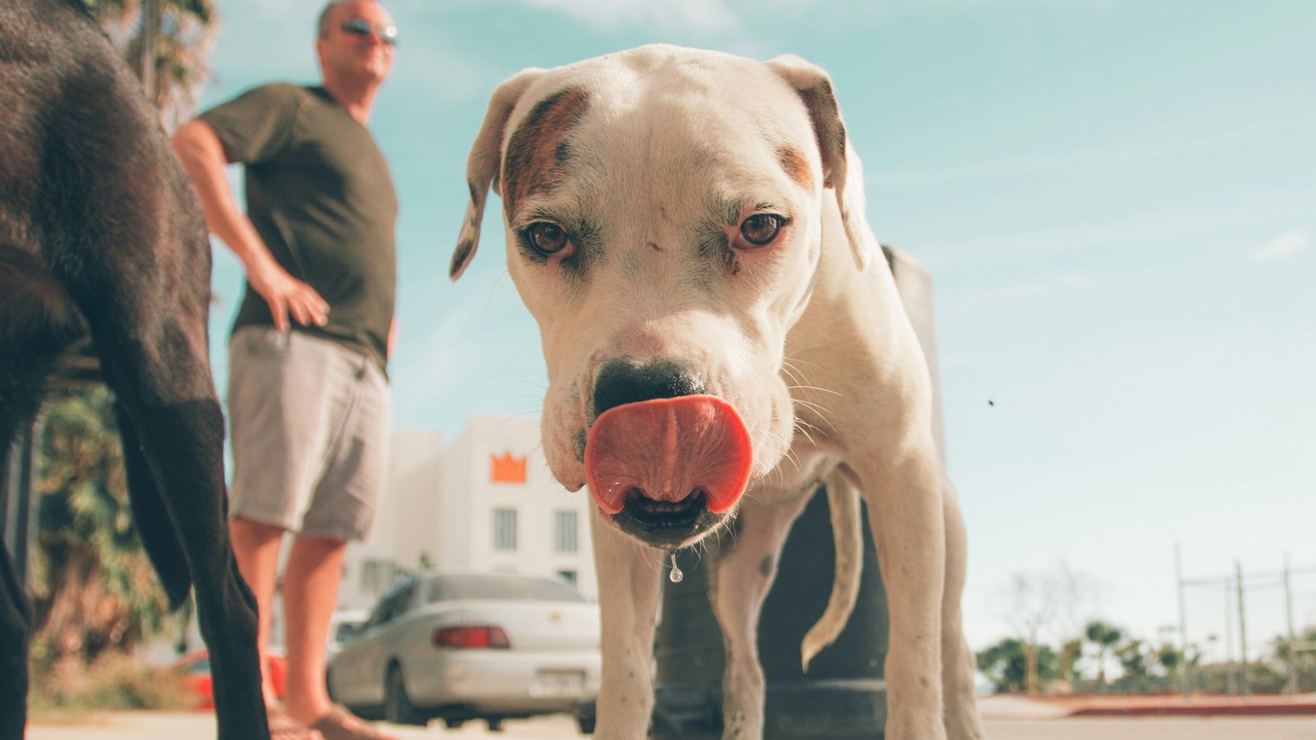 man standing near dog