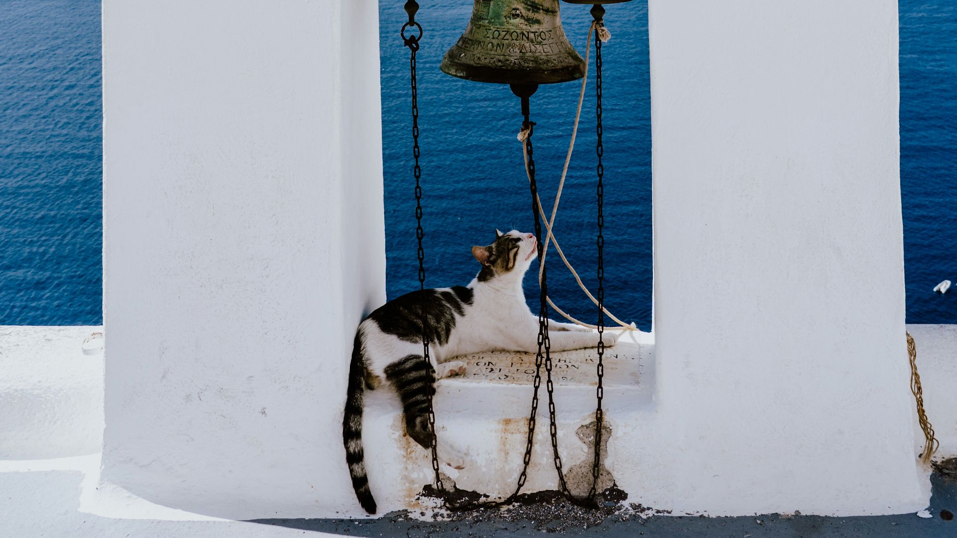 short-coated gray and white cat on gray bell