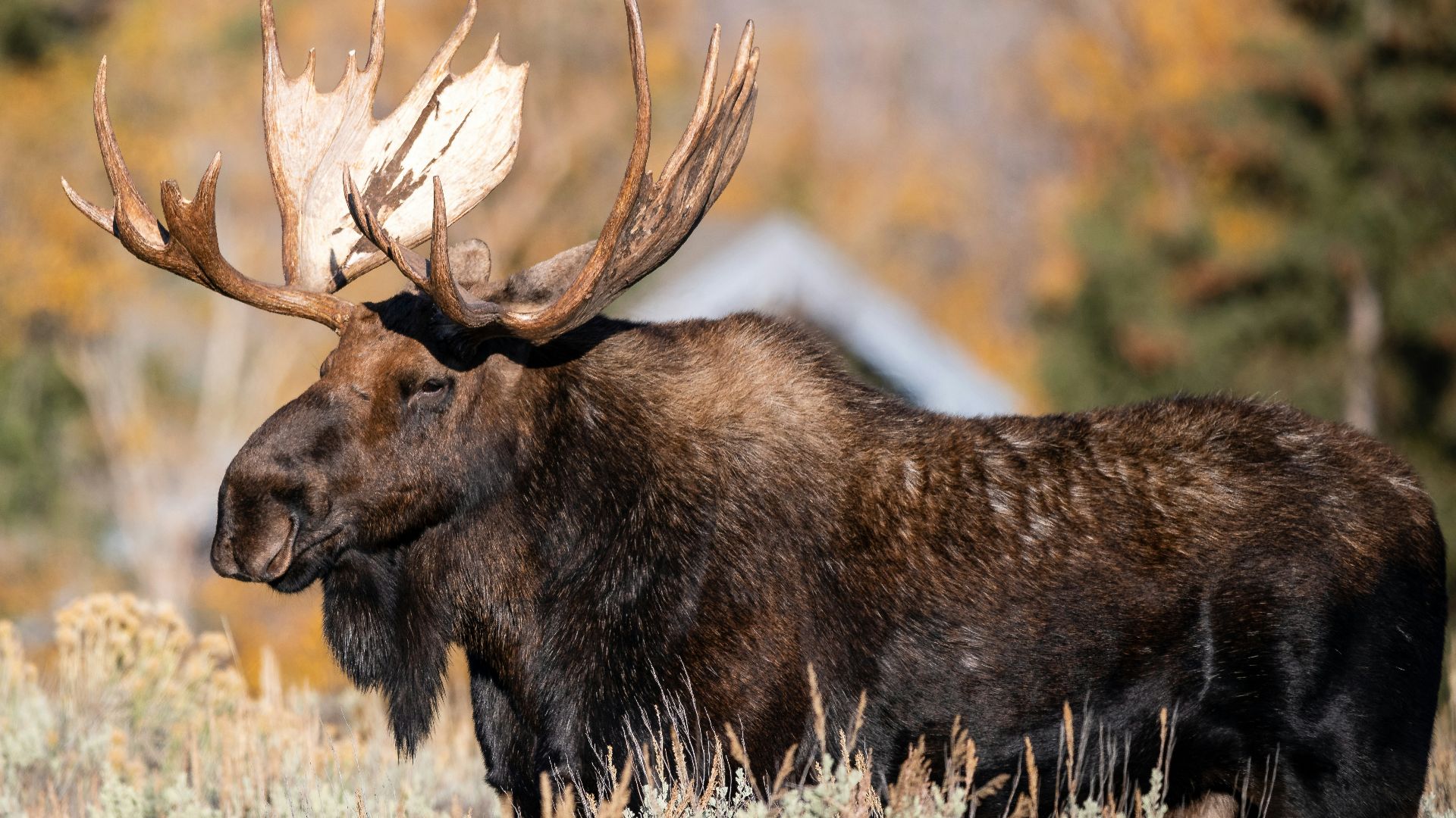 brown moose on green grass during daytime
