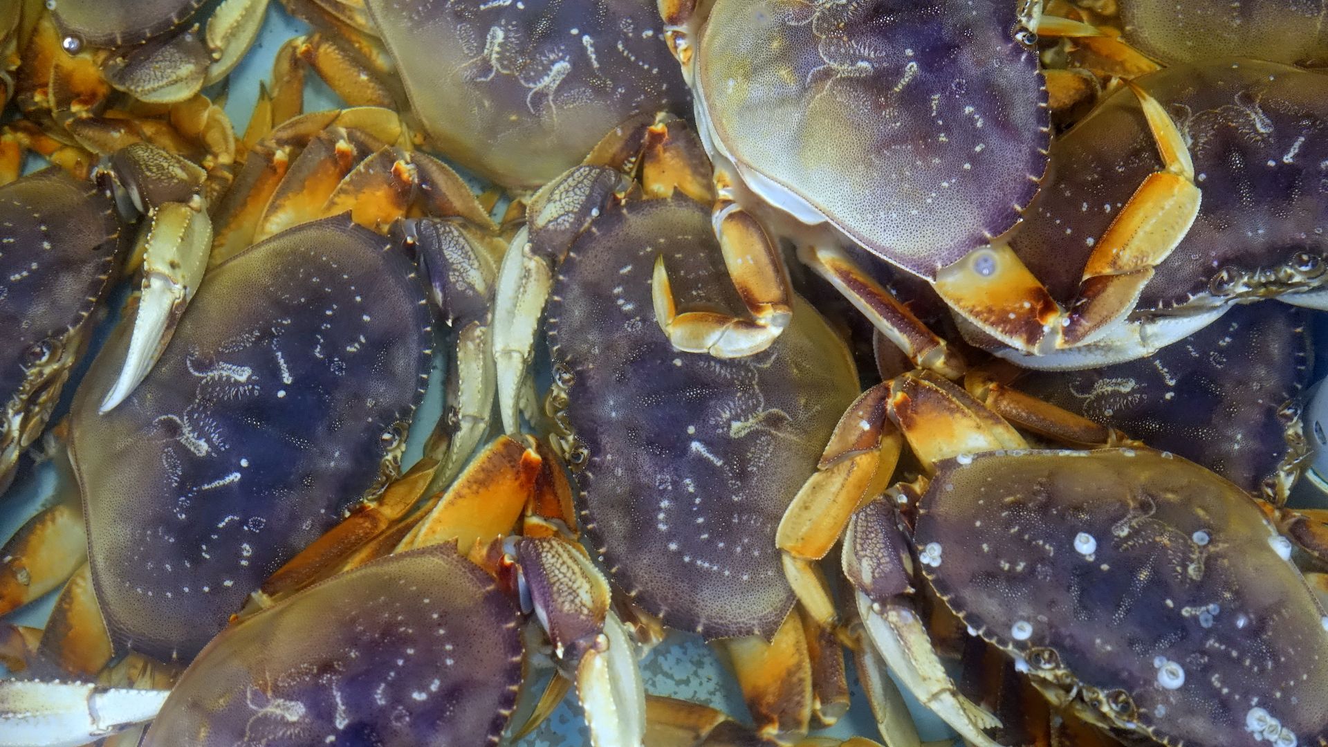 File:Dungeness crabs, Alioto-Lazio Fish Market - San Francisco, CA - DSC02055.jpg