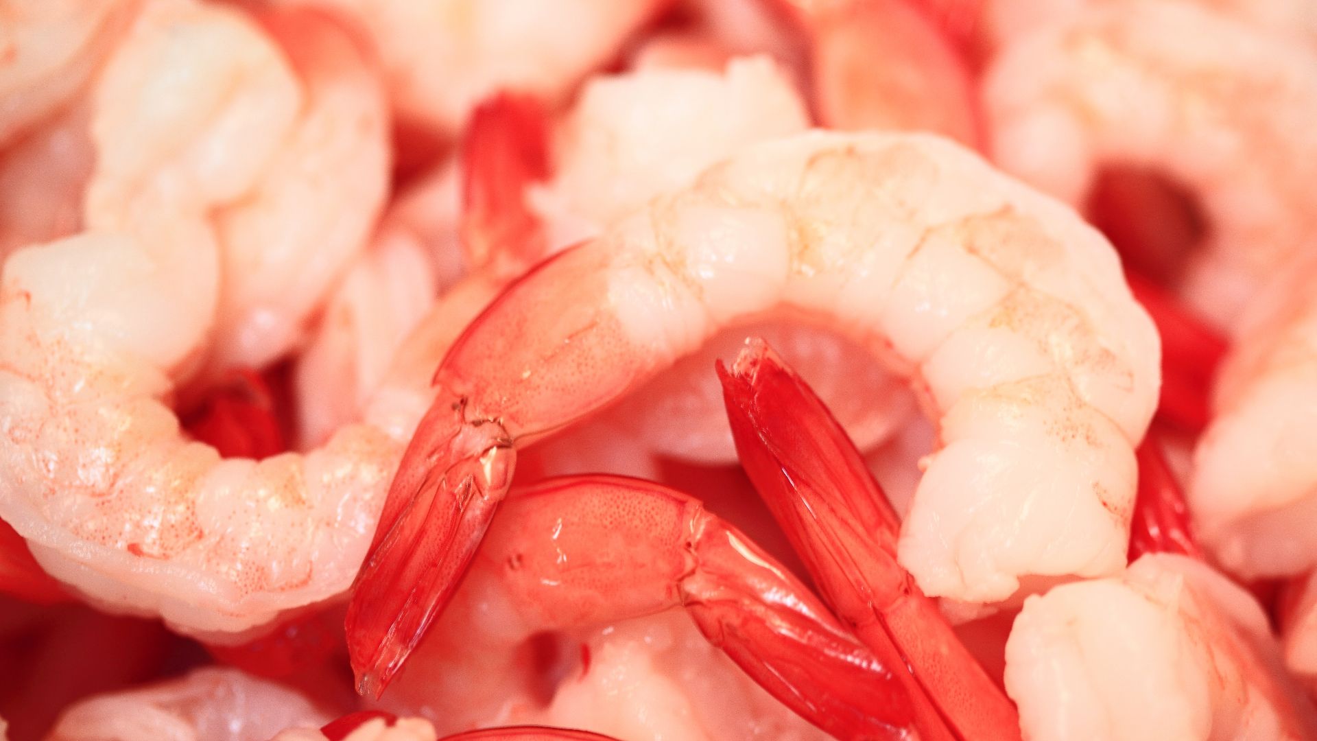 File:Shrimp for Tonight's Surf & Turf (4274958816).jpg