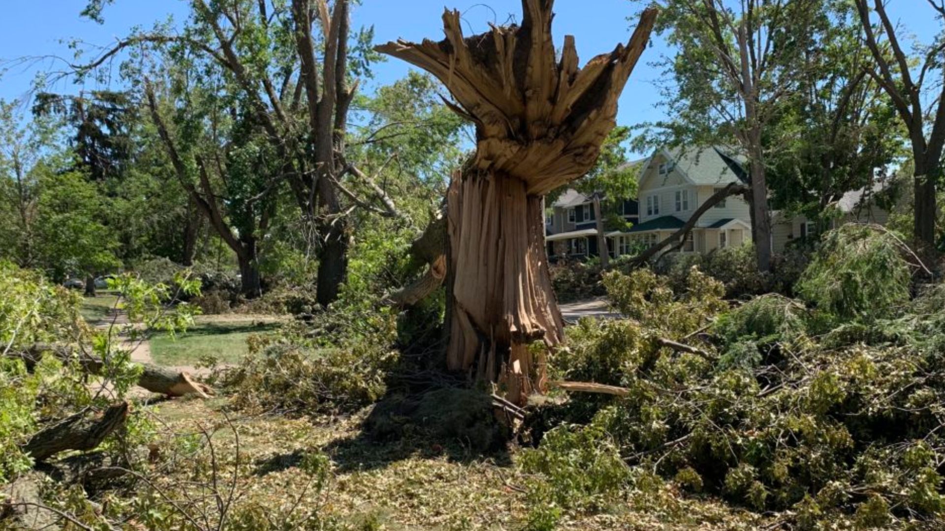 File:2020-Aug-15 Split Tree Cedar Rapids IA Muller IowaWatch.jpg