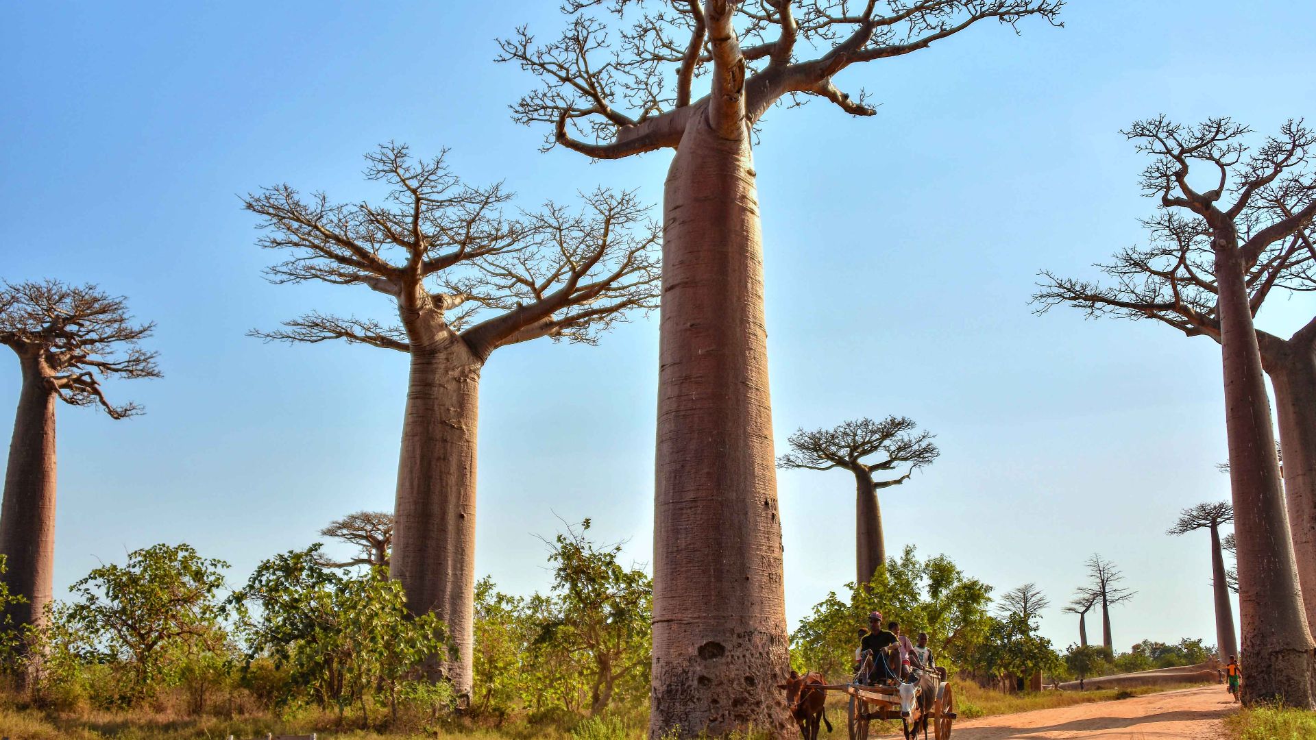 File:Avenue of Baobabs, Madagascar (22558139260).jpg