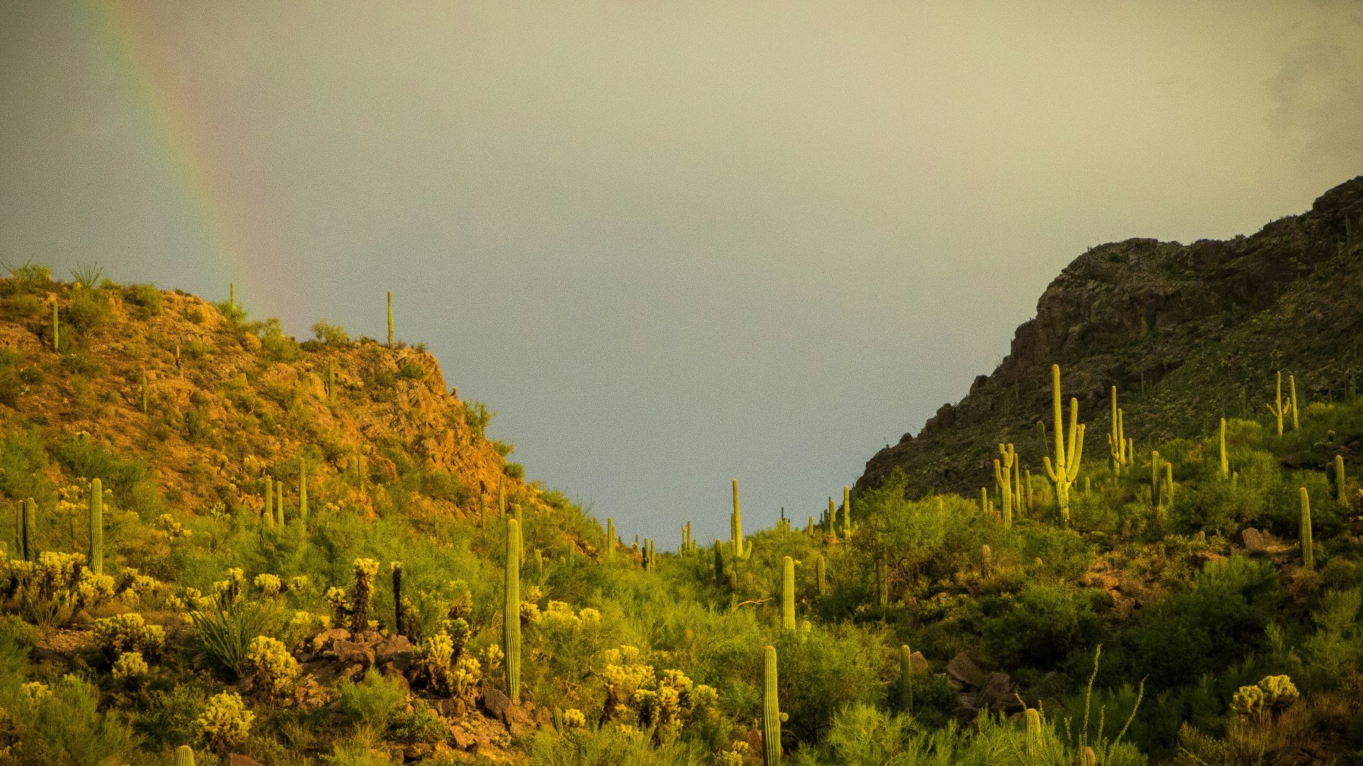 green-leafed plant during daytime