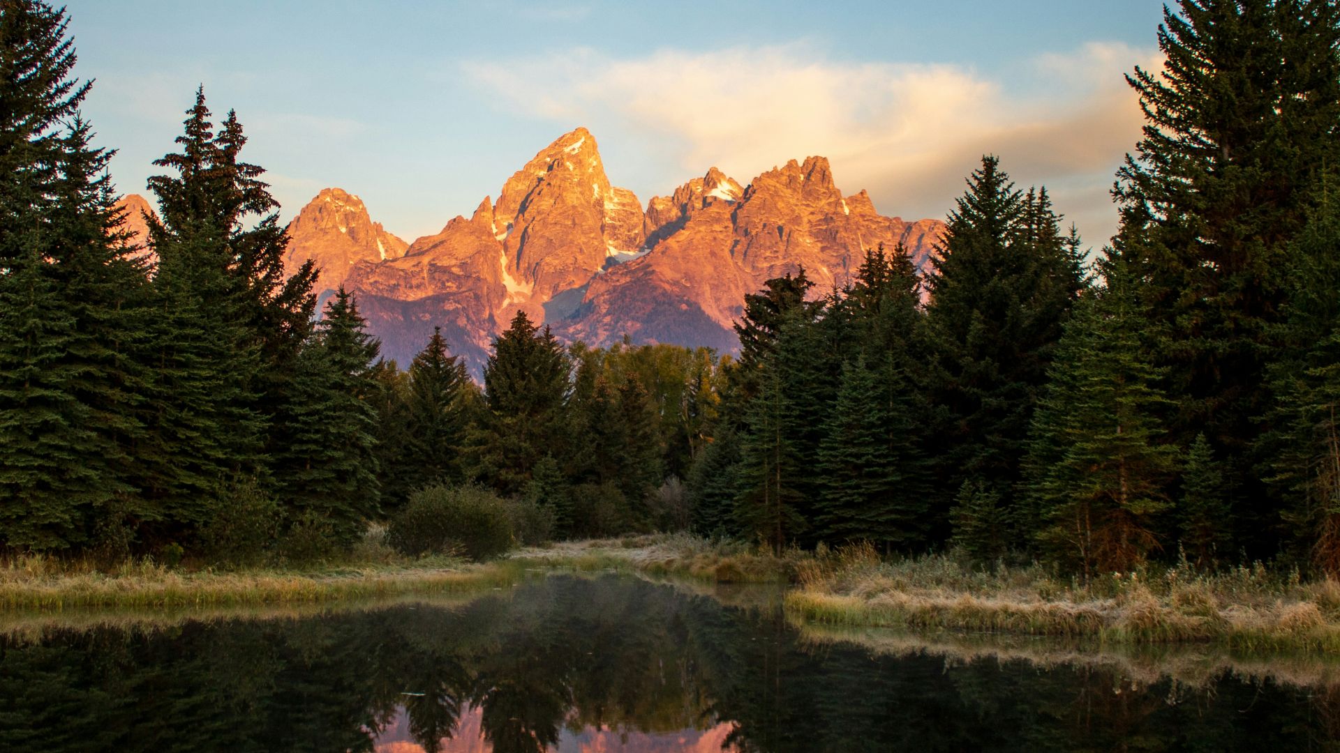 green pine trees near lake during daytime