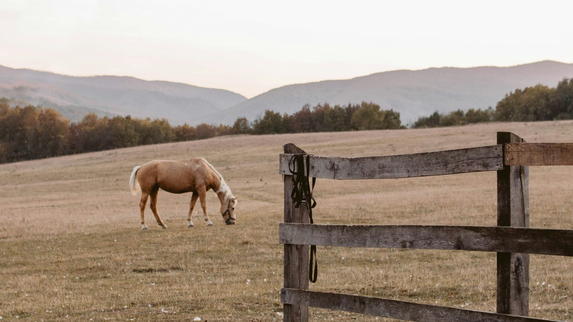 brown horse on brown field during daytime
