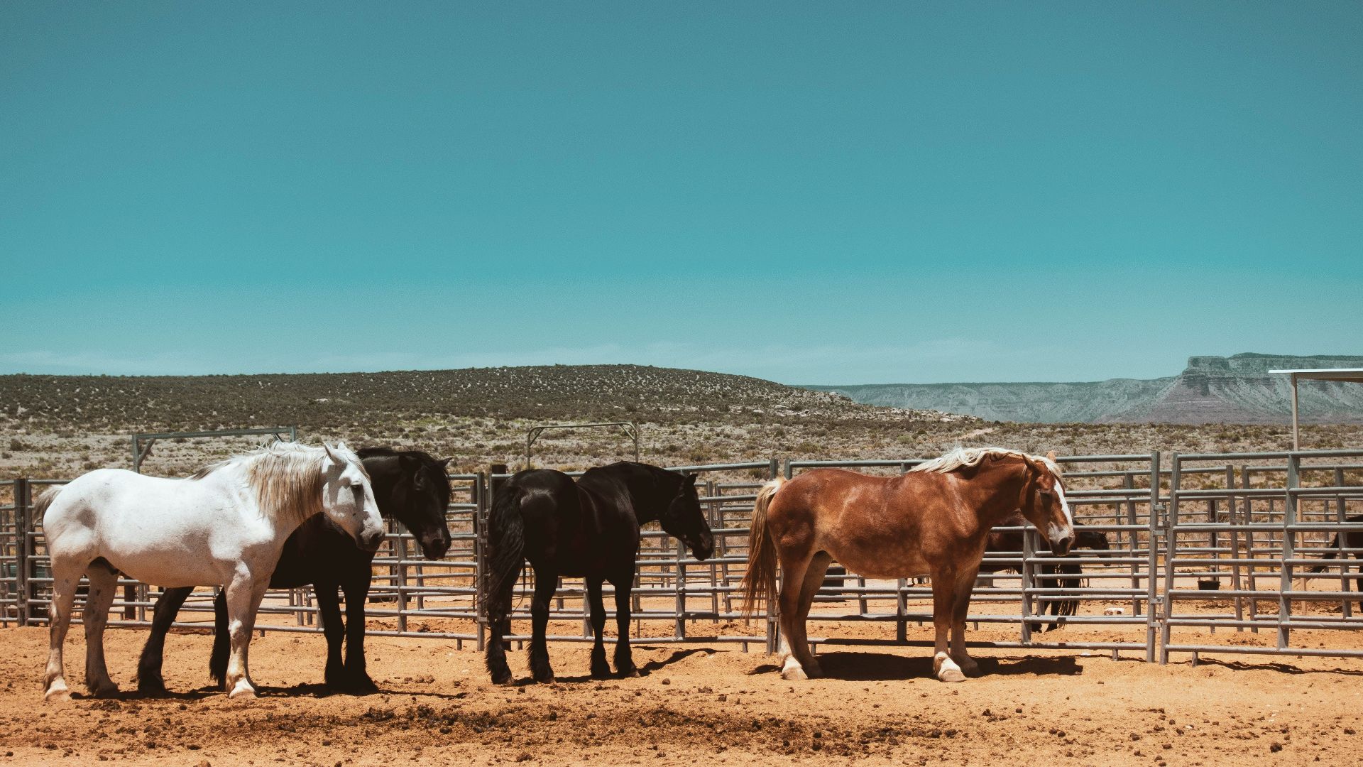 black and brown horses on field during daytime