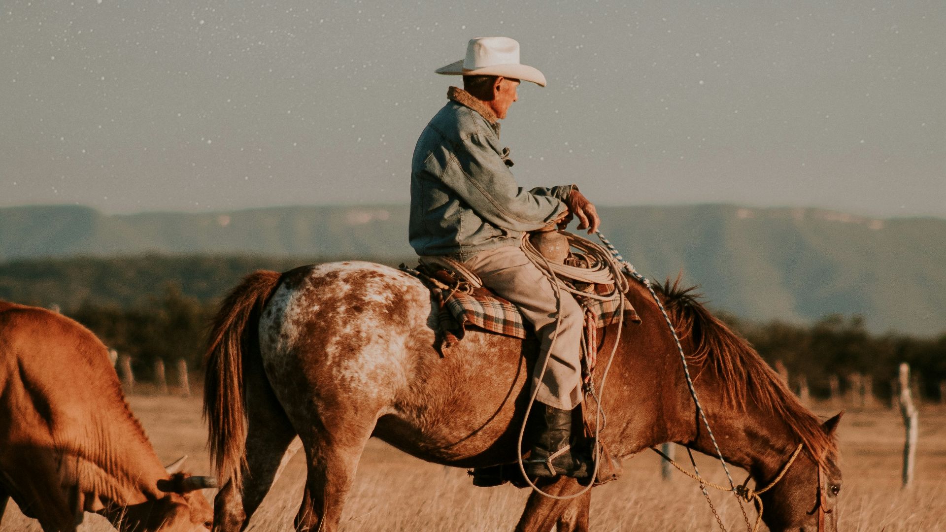 man riding horse on brown grass field during daytime