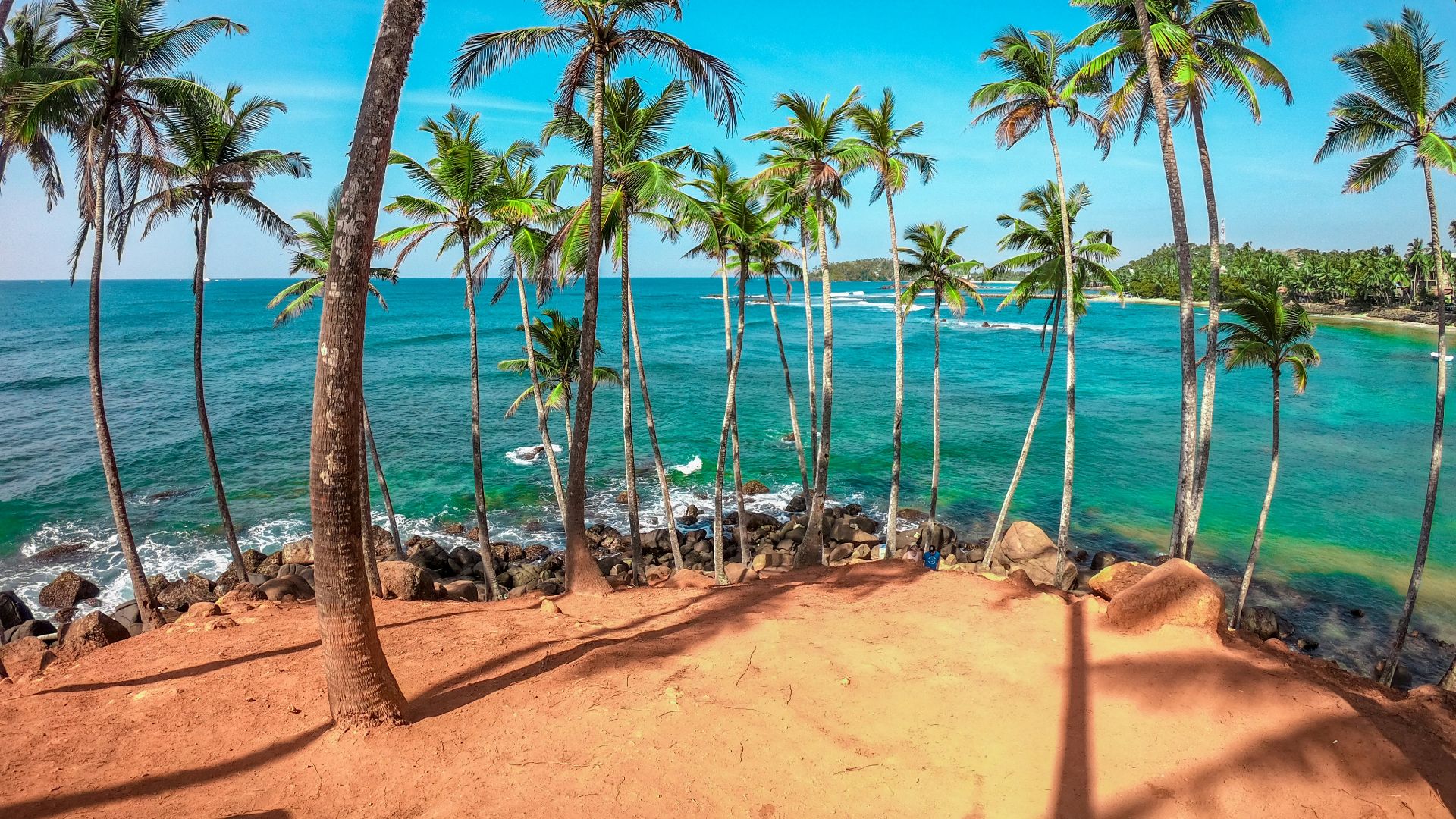 palm trees on beach shore during daytime