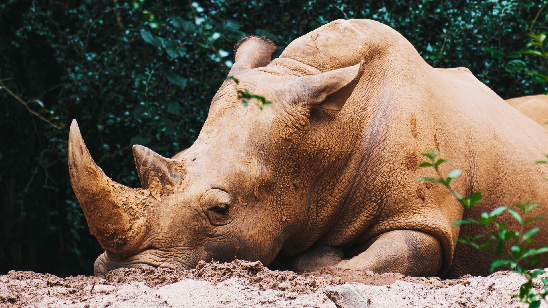 brown rhinoceros lying on ground during daytime