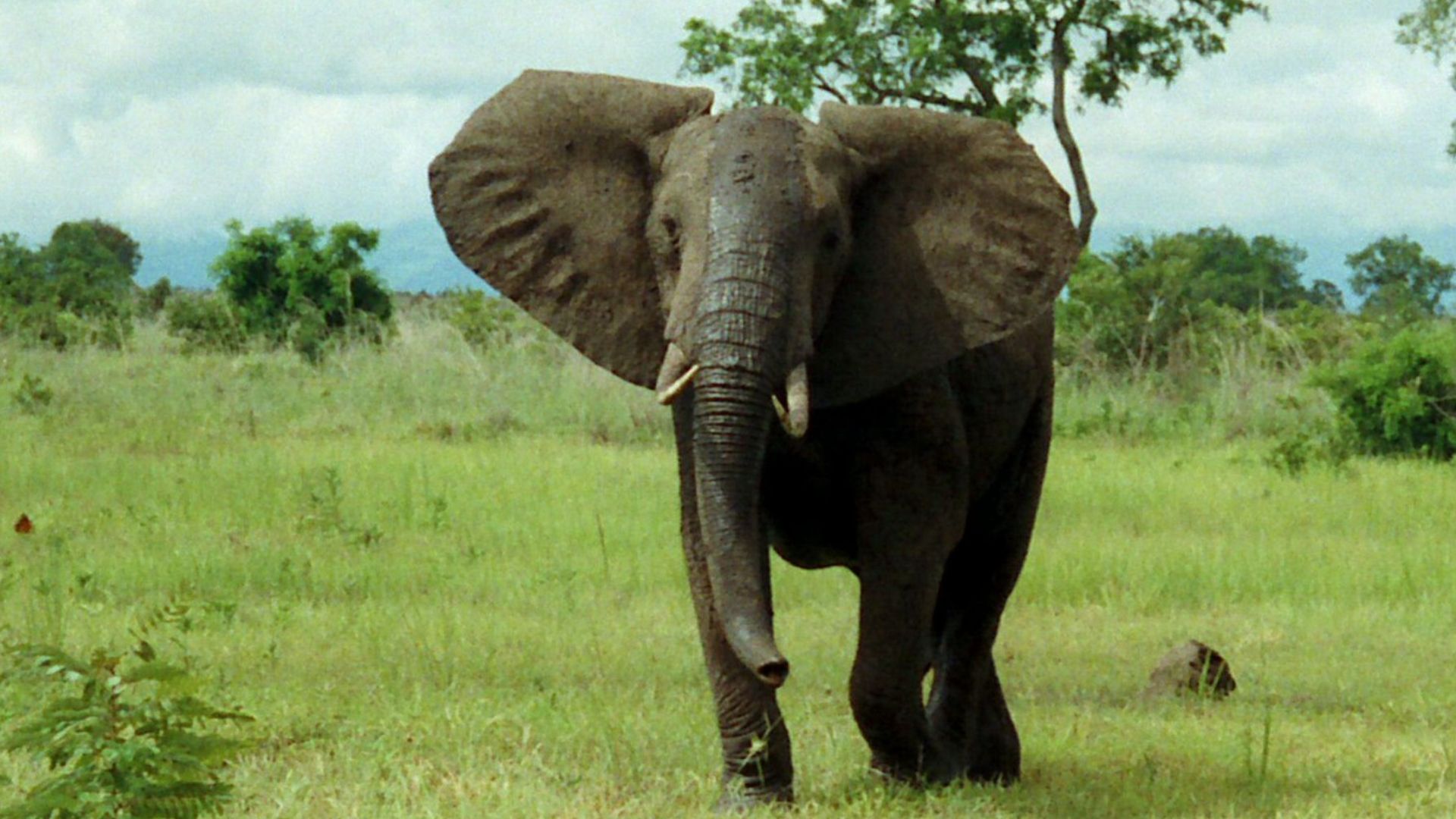 File:African Bush Elephant Mikumi.jpg