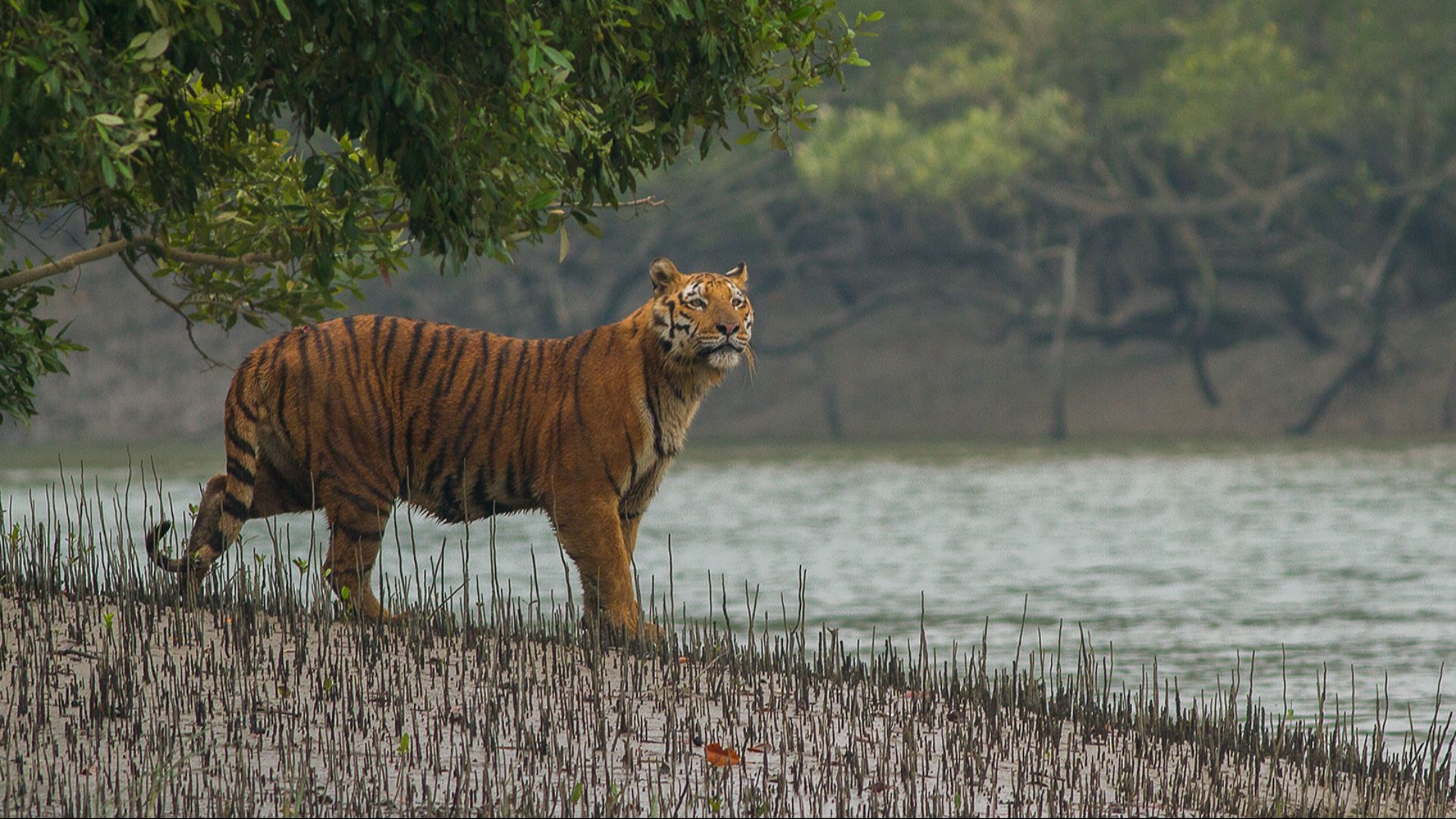 File:Sundarban Tiger.jpg