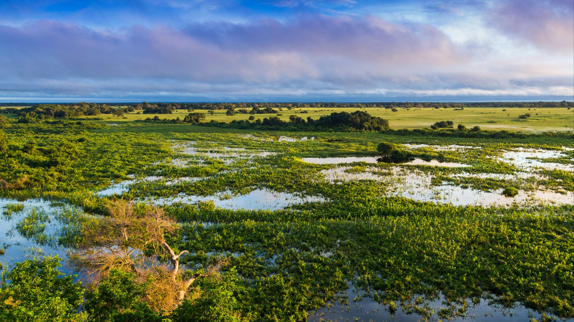 File:Pantanal, Mato Grosso, Brasil.jpg