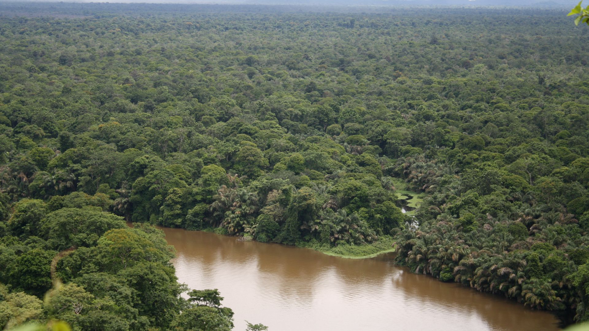 File:Tortuguero Palm Forests.JPG