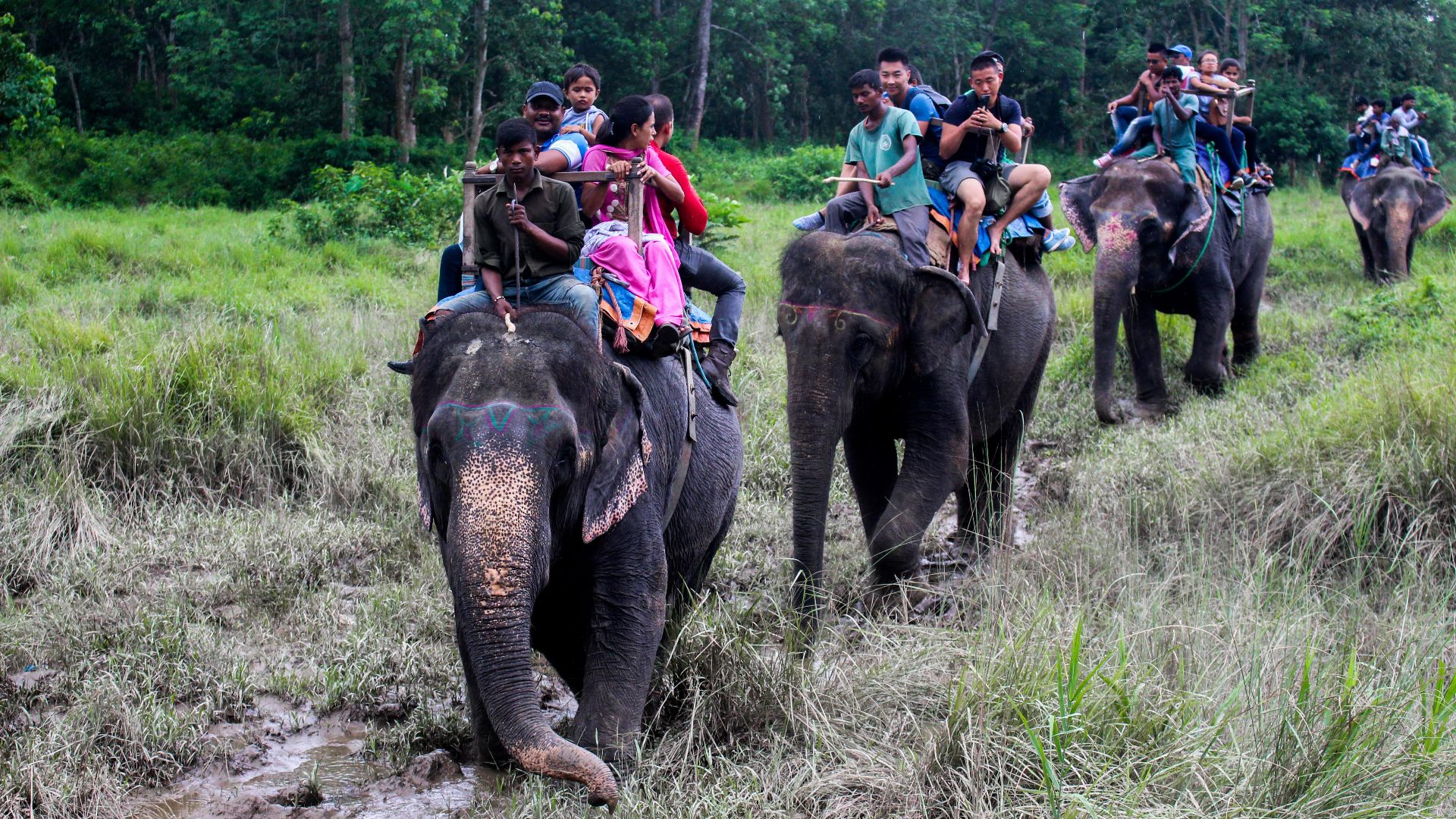 File:Elephant Safari inside Chitwan National Park.jpg