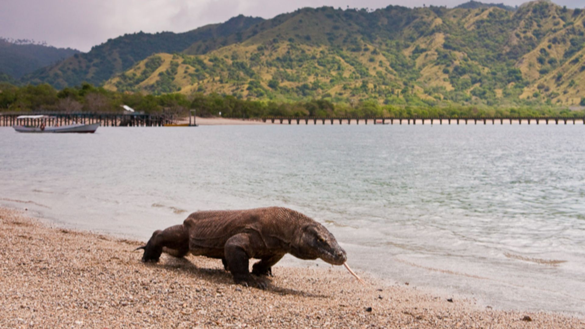 File:Komodo dragon at Komodo National Park.jpg
