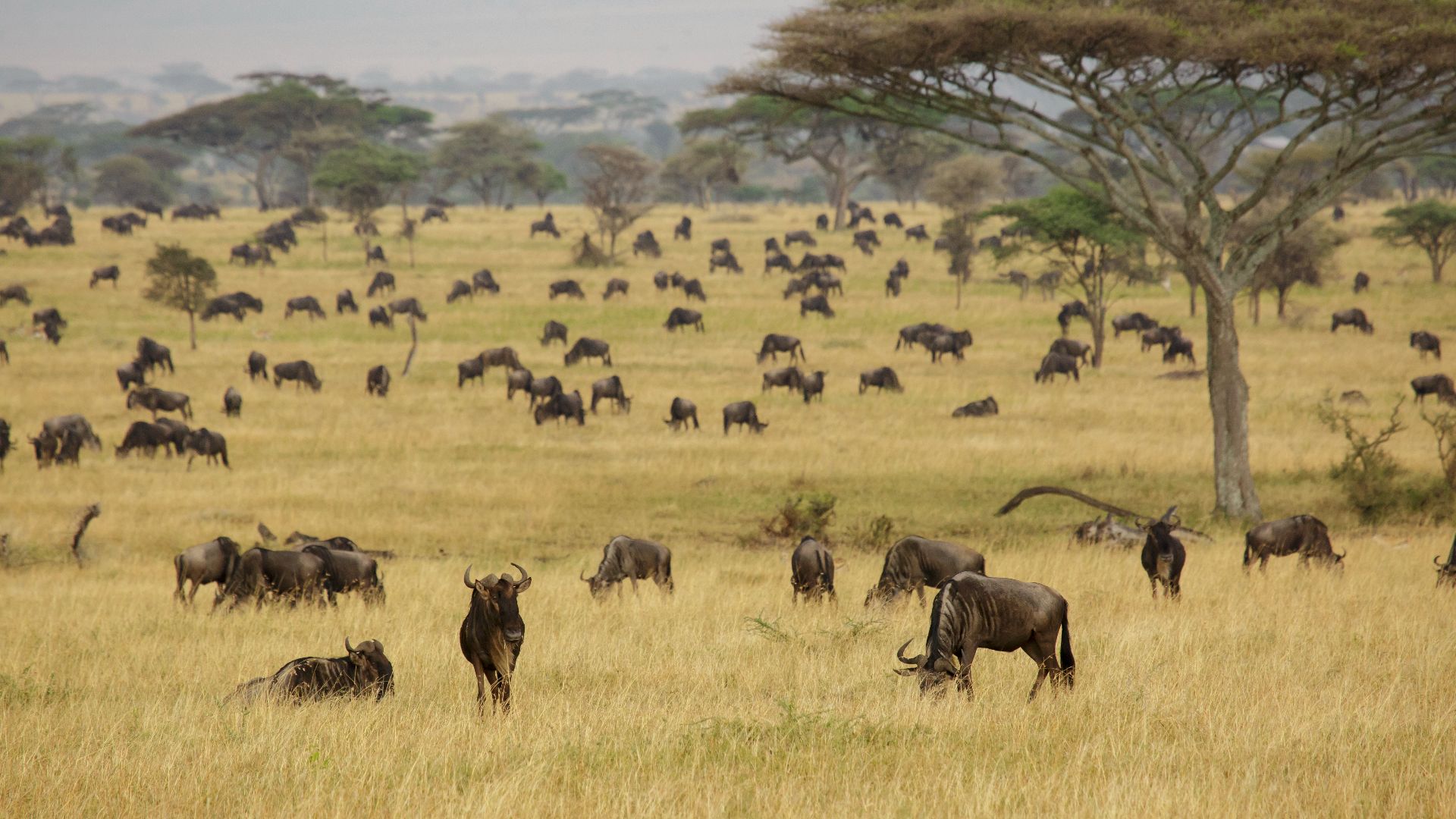 File:Serengeti National Park 05 - wildeebeast - Connochaetes.jpg