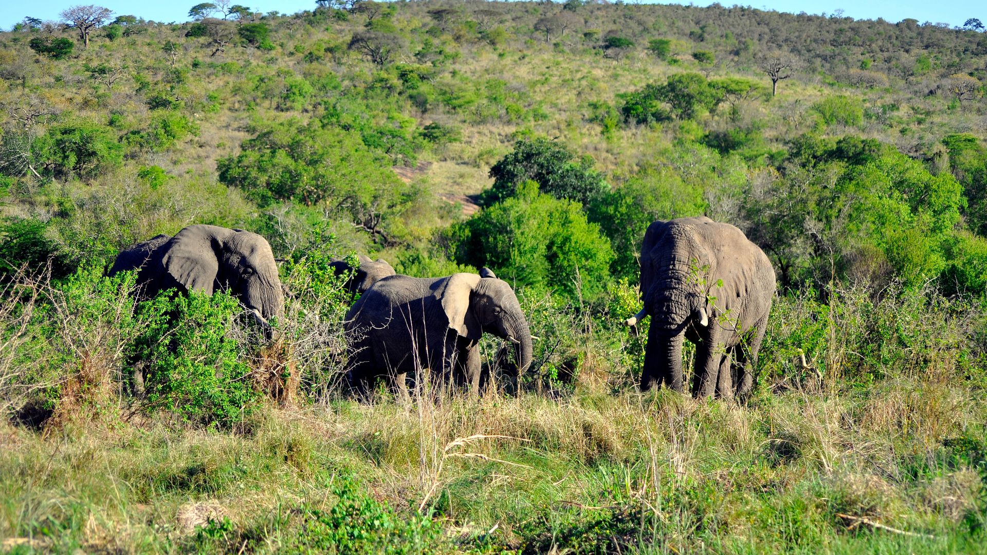 File:Hluhluwe–iMfolozi Park.jpg