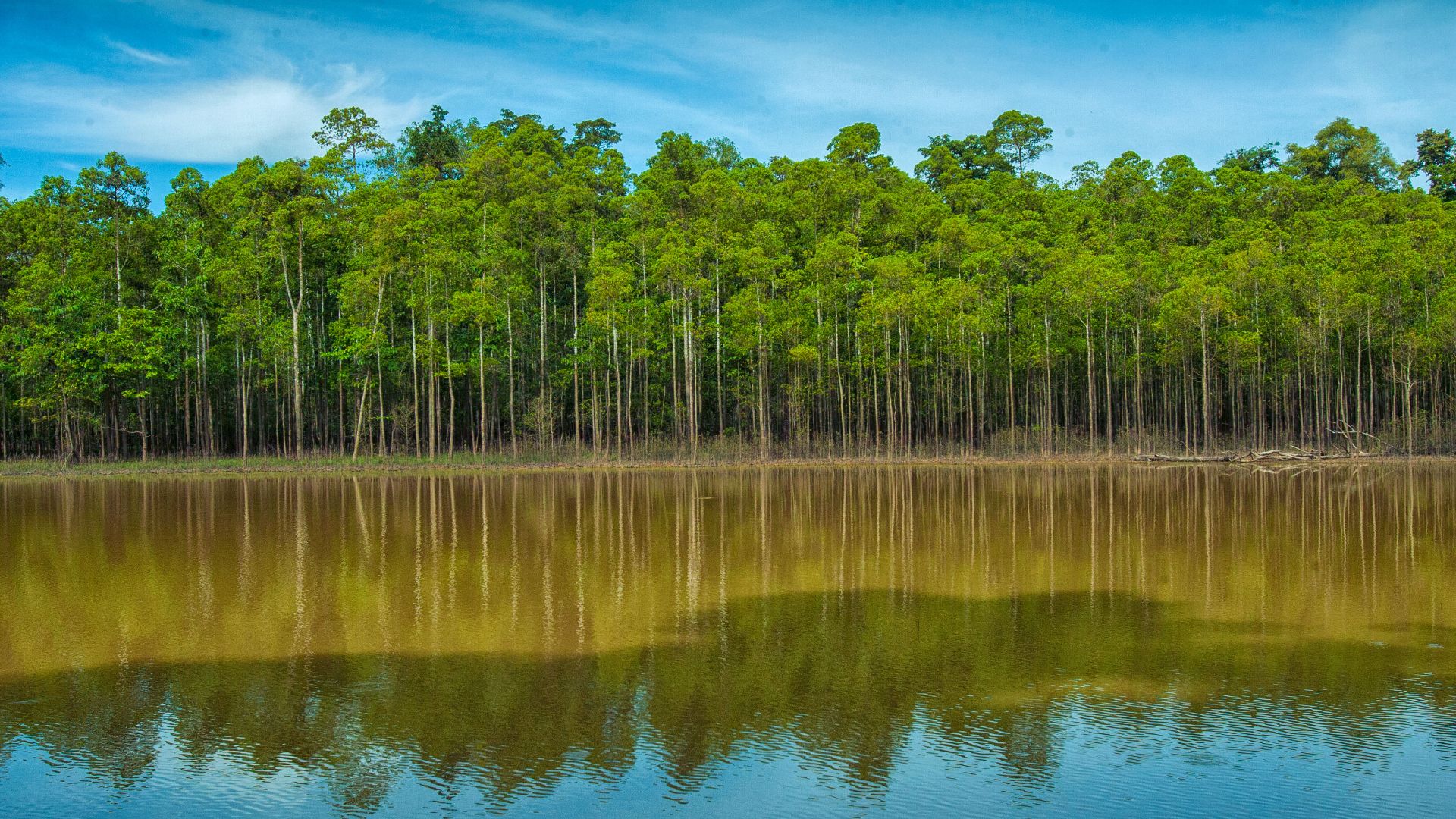 File:Kinabatangan River 1.jpg