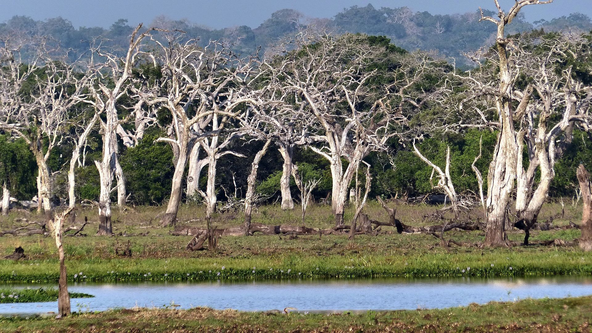 File:Scenery in Yala National Park.jpg