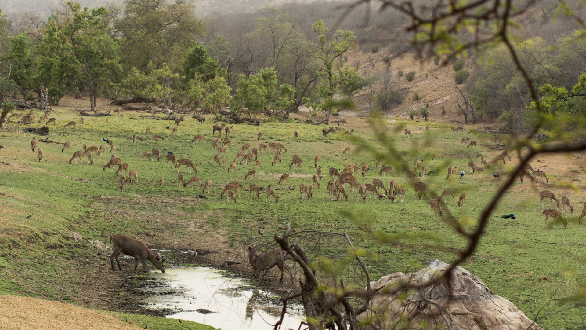 File:Ranthambore National Park view.jpg