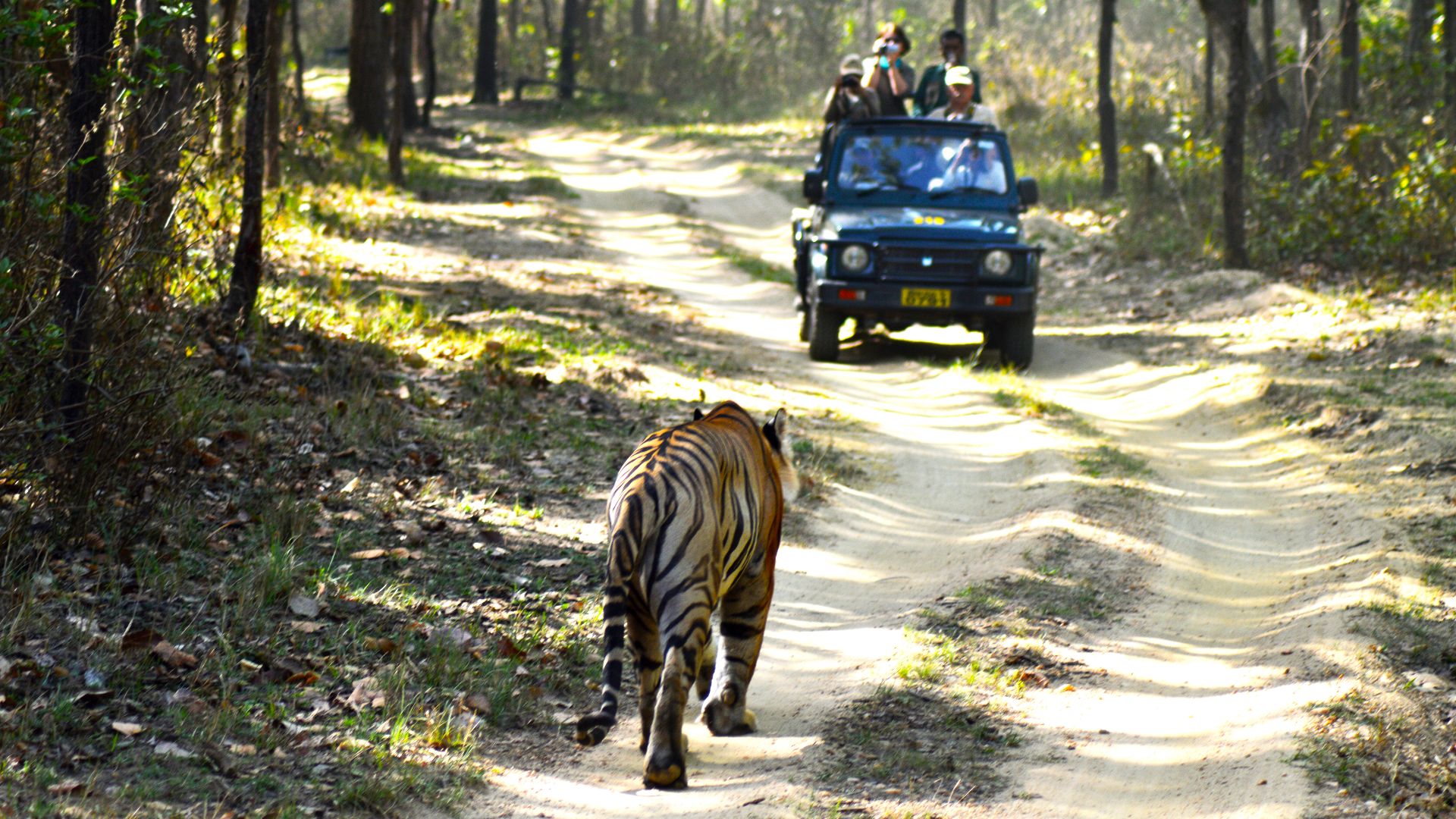 File:Jungle safari - Kanha National Park.jpg
