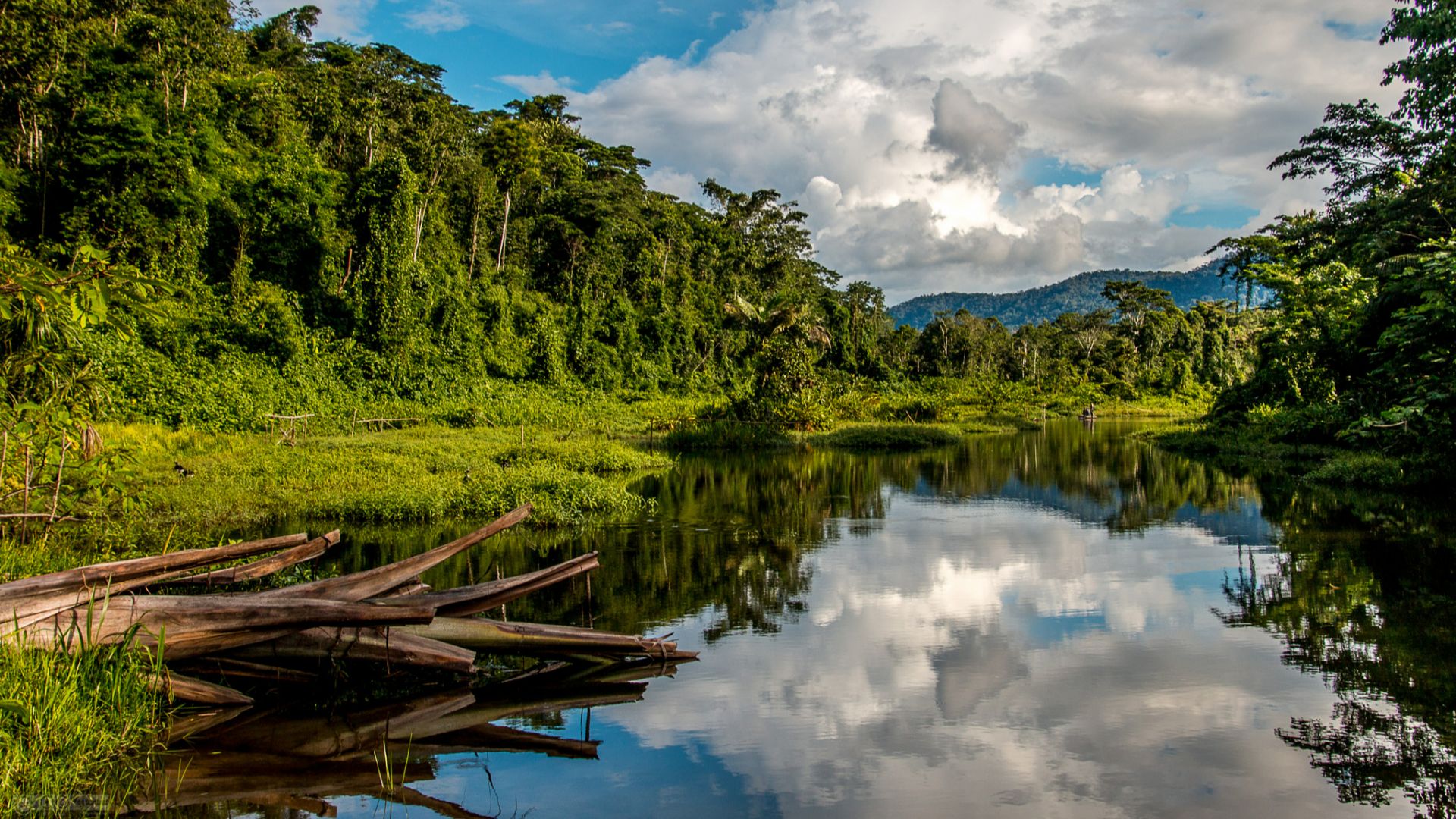 File:Manu National Park Peru (109758147).jpeg