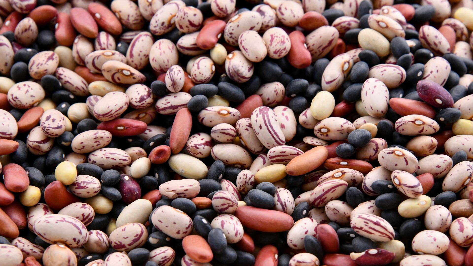 assorted-colored bean lot