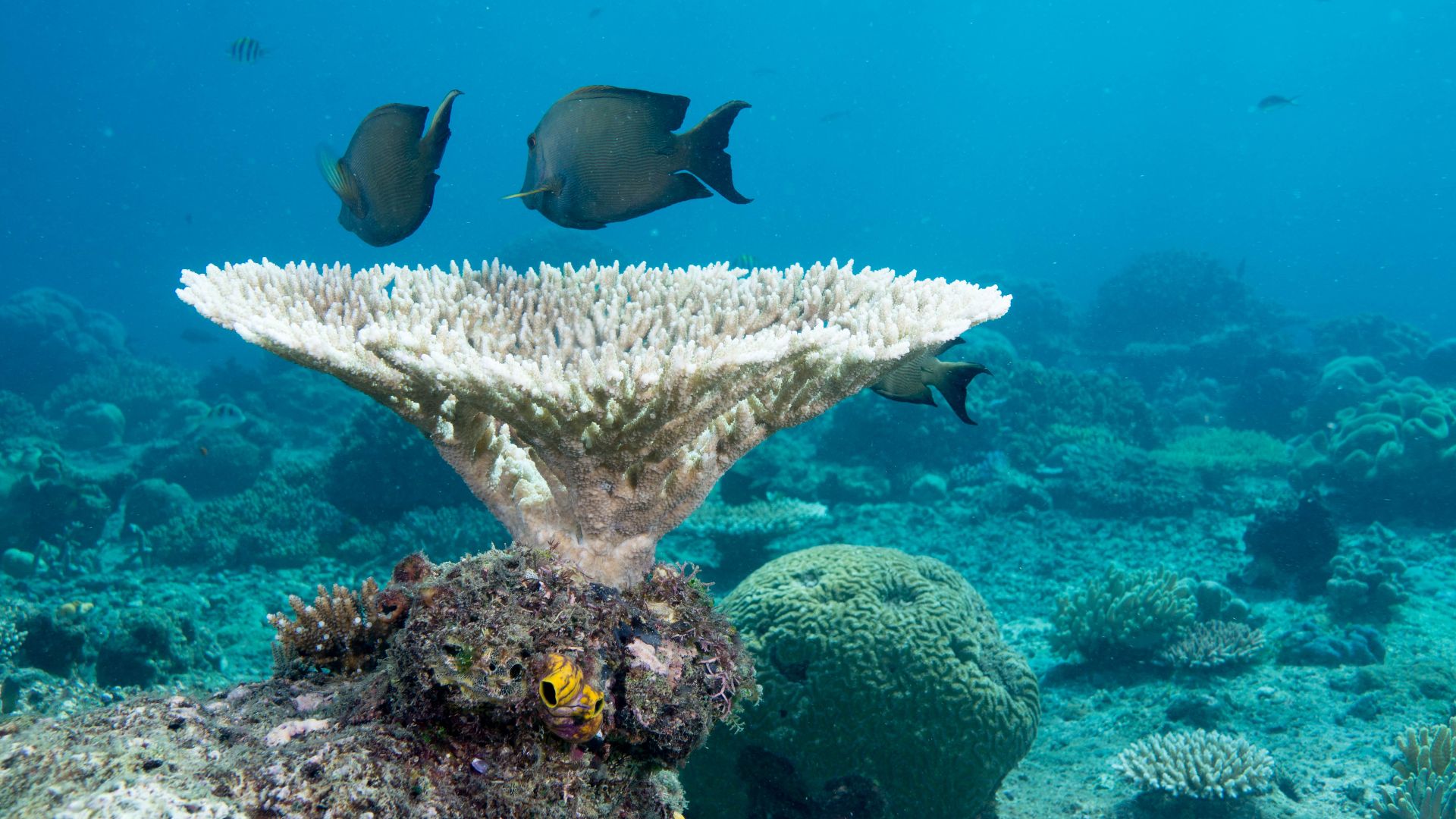 File:Coral table in Raja Ampat, Papua; November 2014.jpg