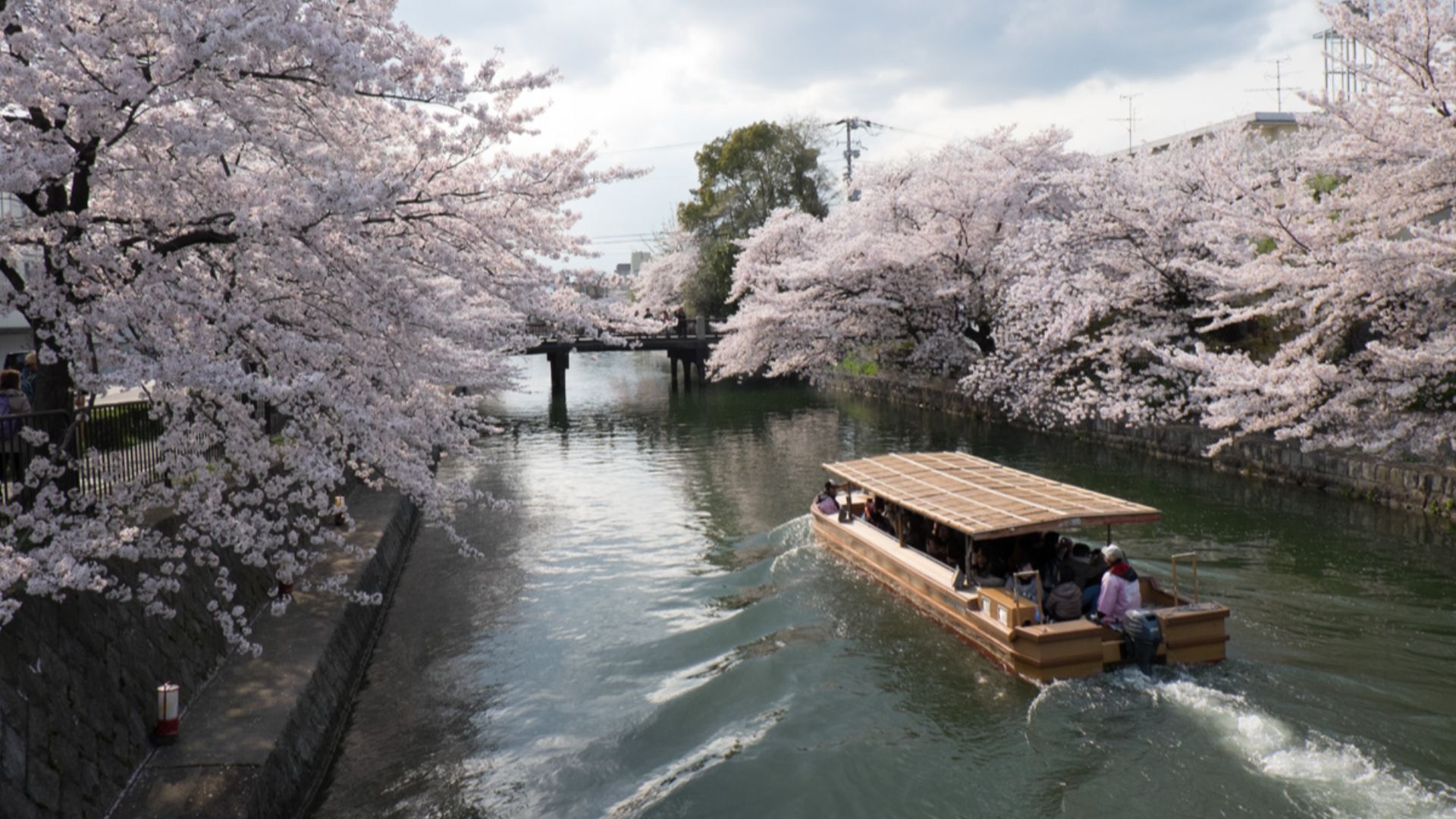 File:Sight seeing boat surrounded by gorgeous cherry blossoms - panoramio.jpg