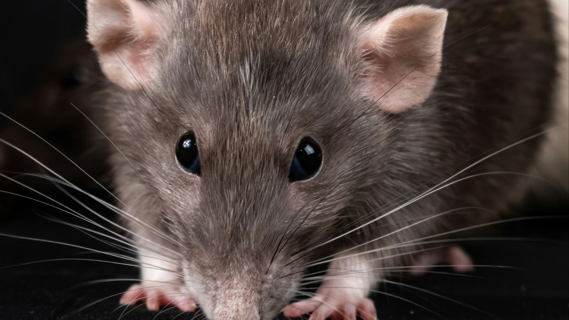 a close up of a rat on a black surface