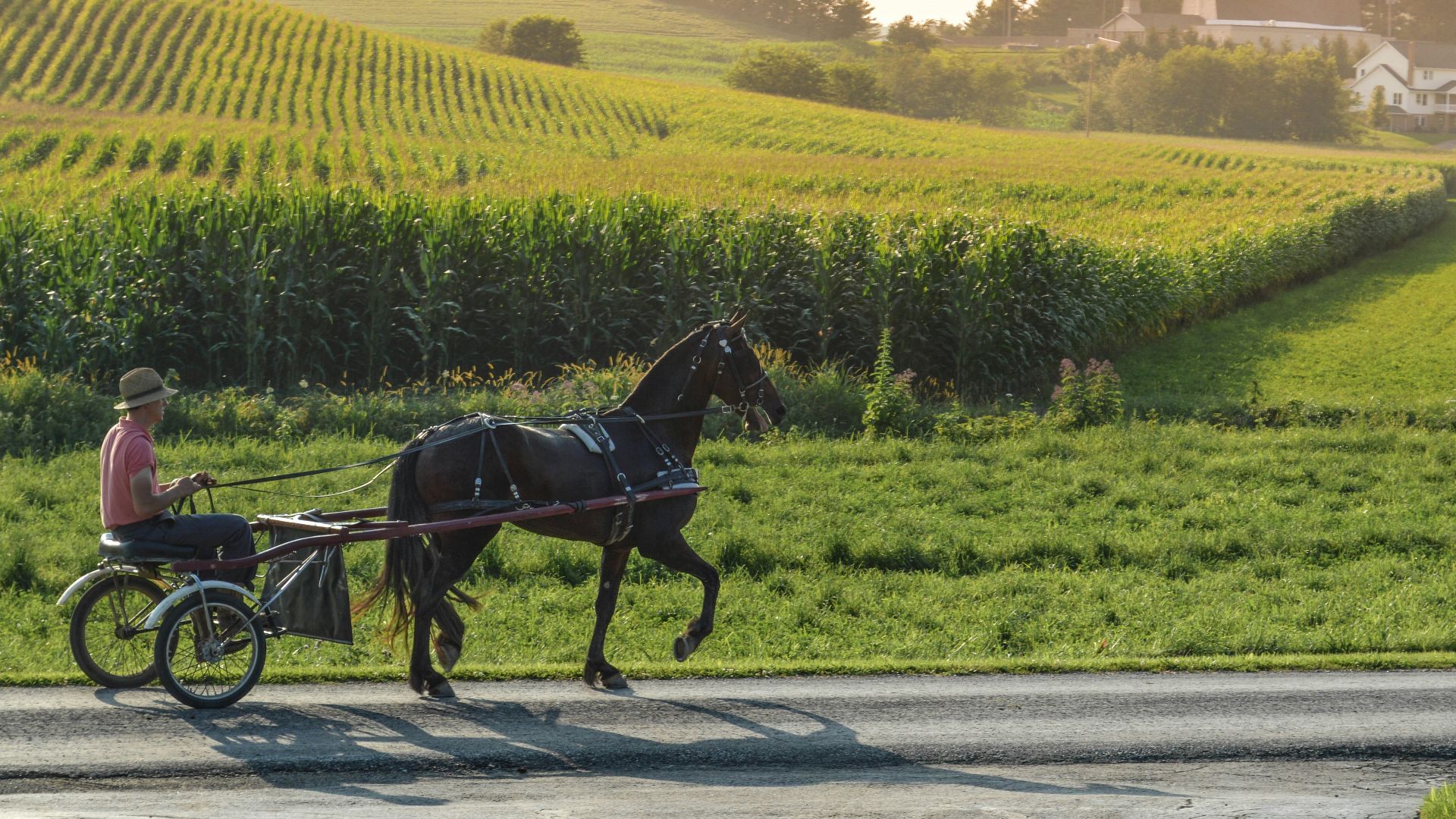 A person riding a horse drawn carriage down a road