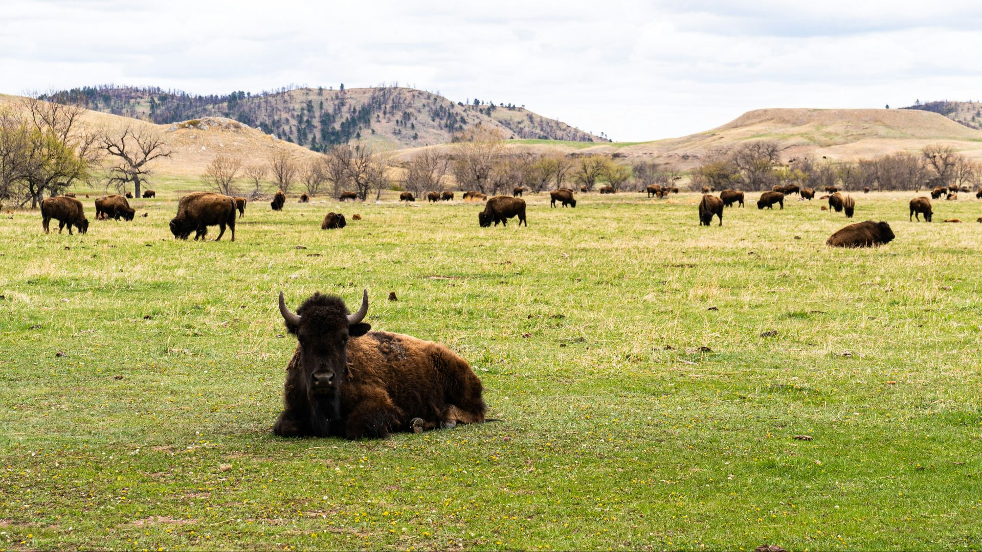 a group of animals stand in a grassy field