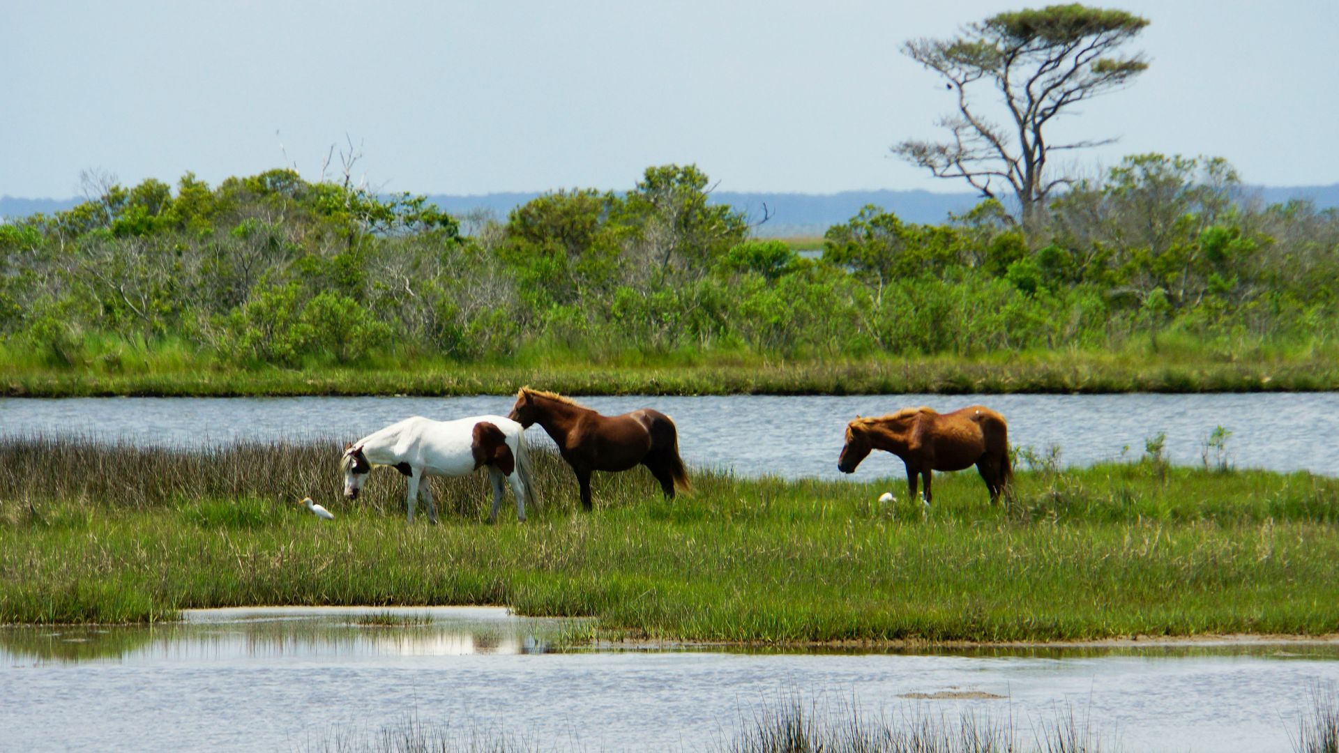 a group of horses grazing in a field next to a lake