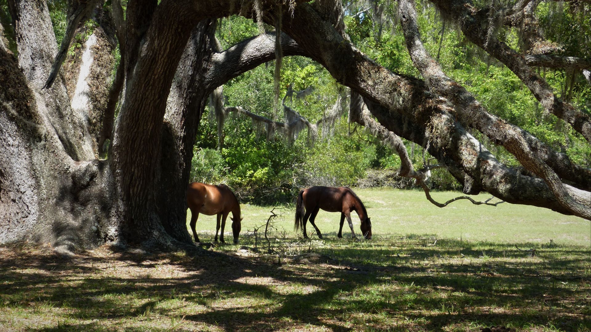 File:Cumberland Island, Wild Horses (26588219249).jpg