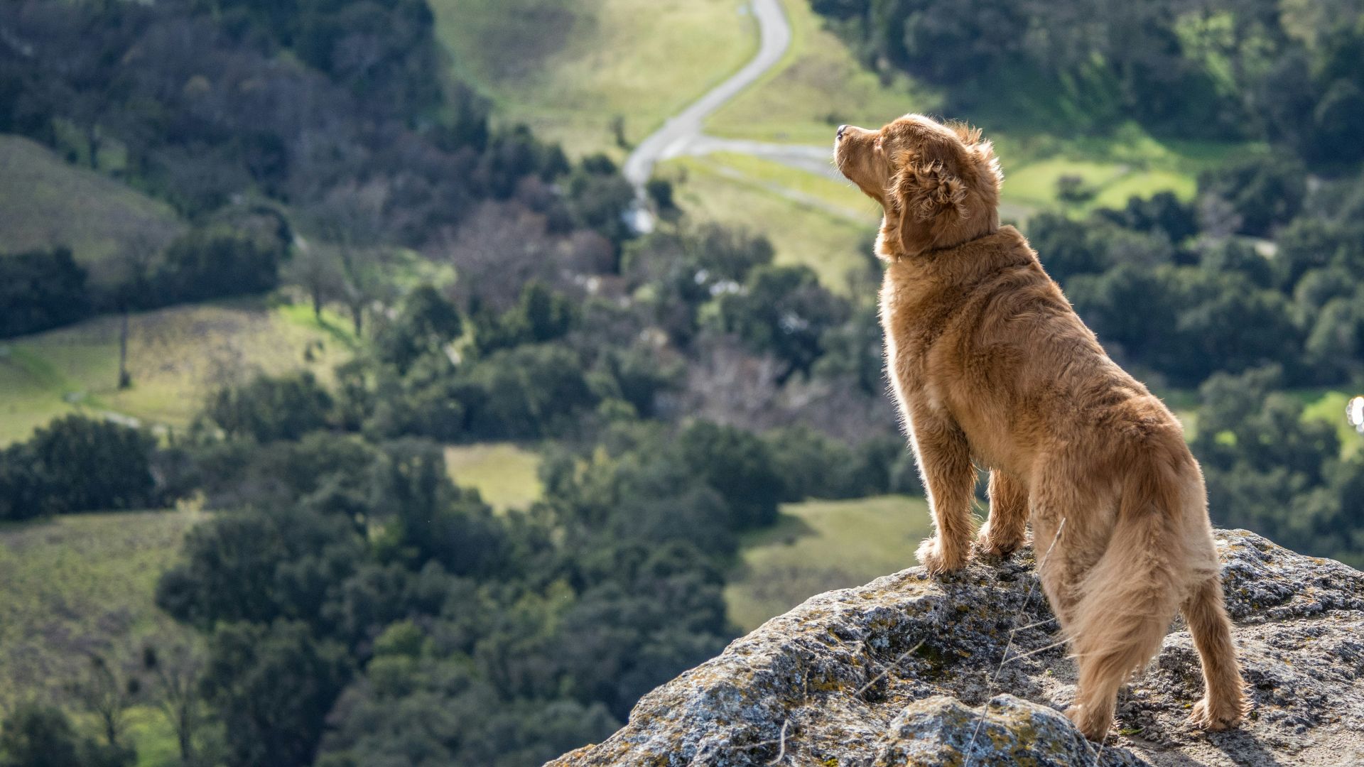 short-coated brown dog on gray cliff