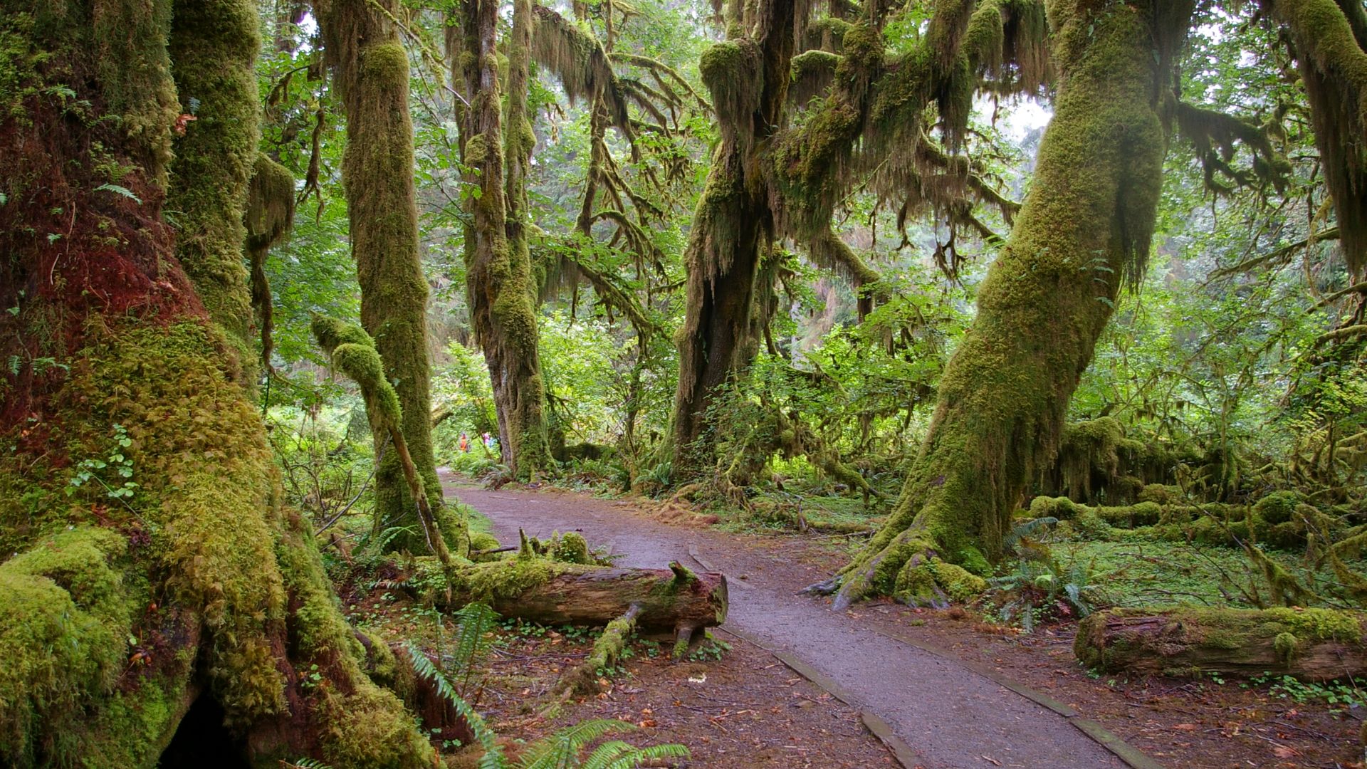 File:Forks WA Hoh National Forest Trail.JPG