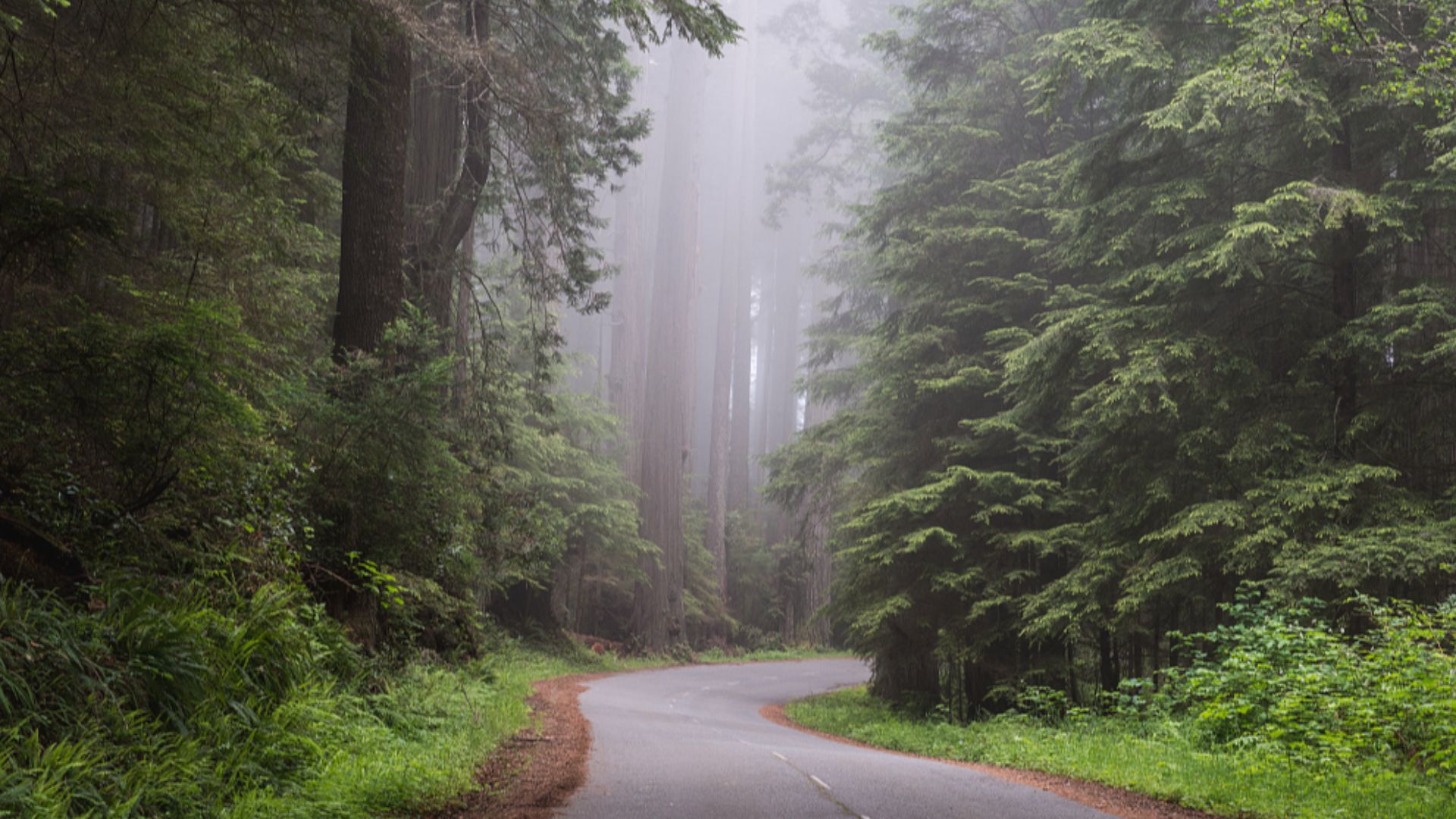 File:Redwood national park, California (37466086246).jpg