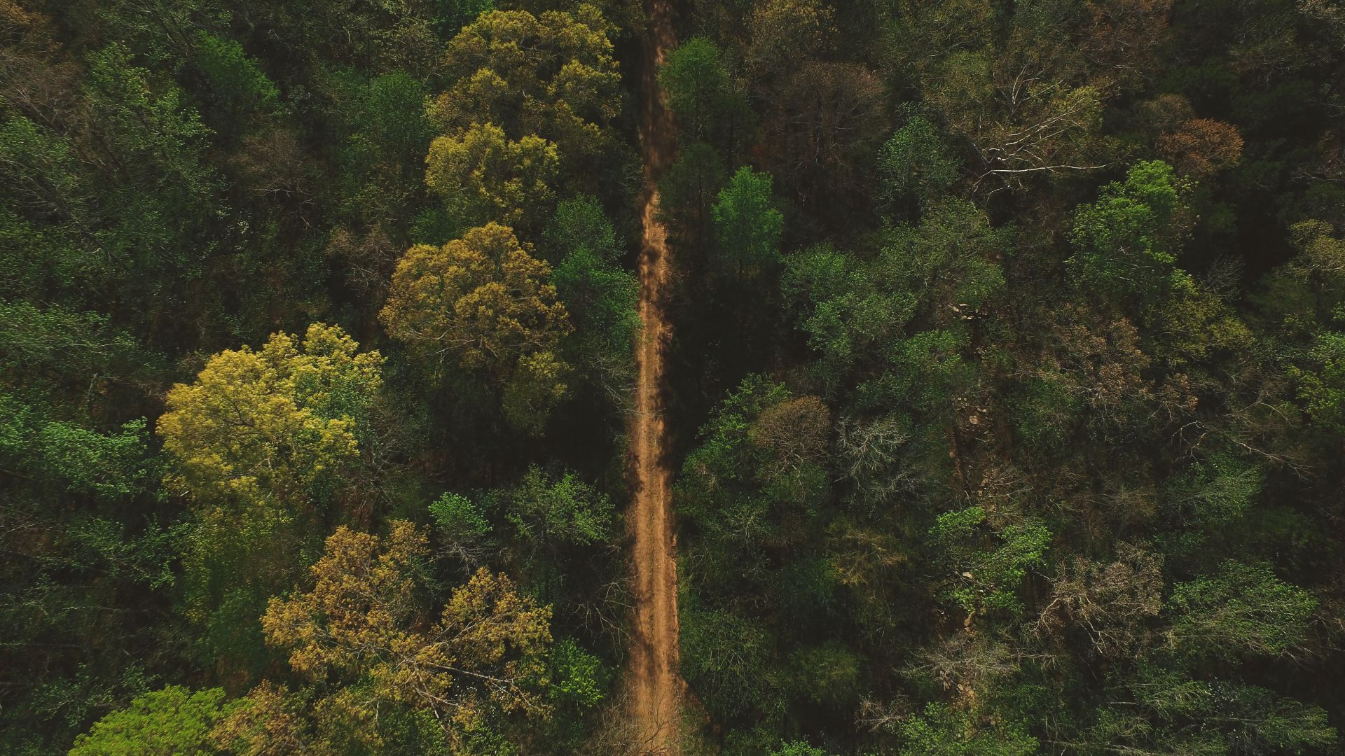 File:Ozark National Forest, Russellville, United States (Unsplash).jpg