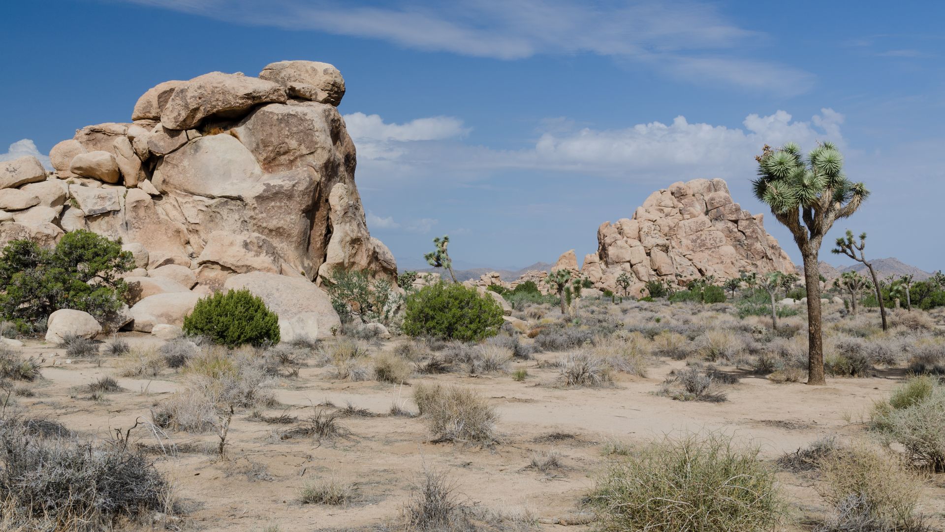 File:Joshua Tree National Park 2013.jpg
