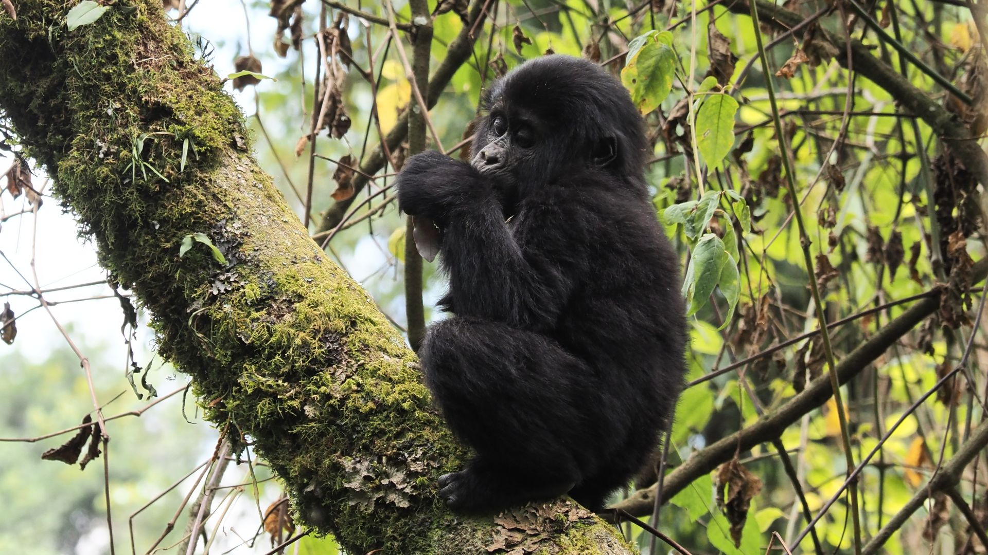 File:Gorilla beringei beringei, Bwindi Impenetrable Forest 03.jpg