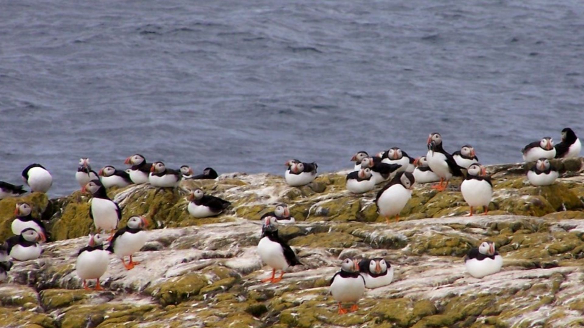 File:Puffins on the Farne Islands - geograph.org.uk - 4251280.jpg