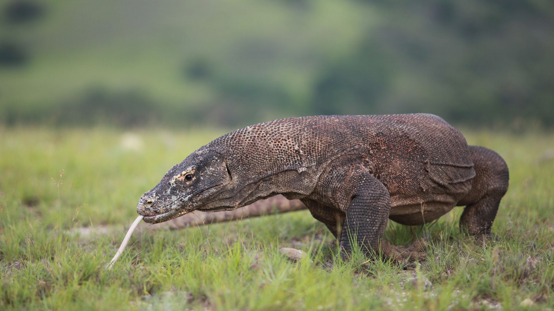 File:Komodo Yuli Seperi.jpg