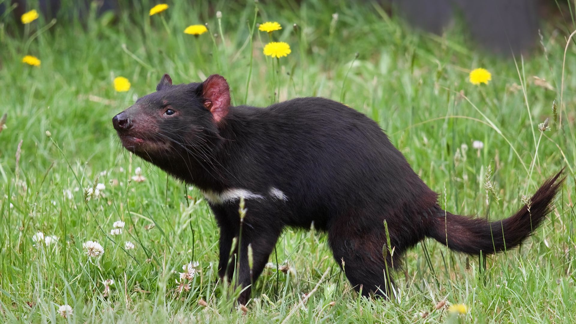 File:Sarcophilus harrisii taranna.jpg