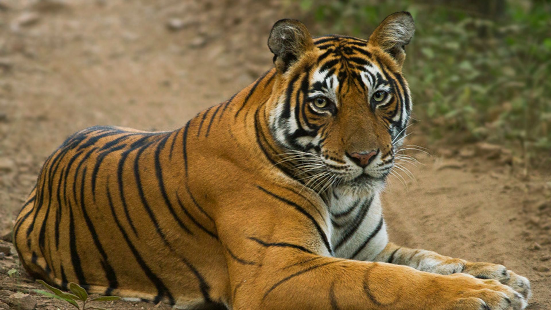File:Tiger from Ranthanbore Sawai Madhopur Rajasthan India 12.10.2014.jpg