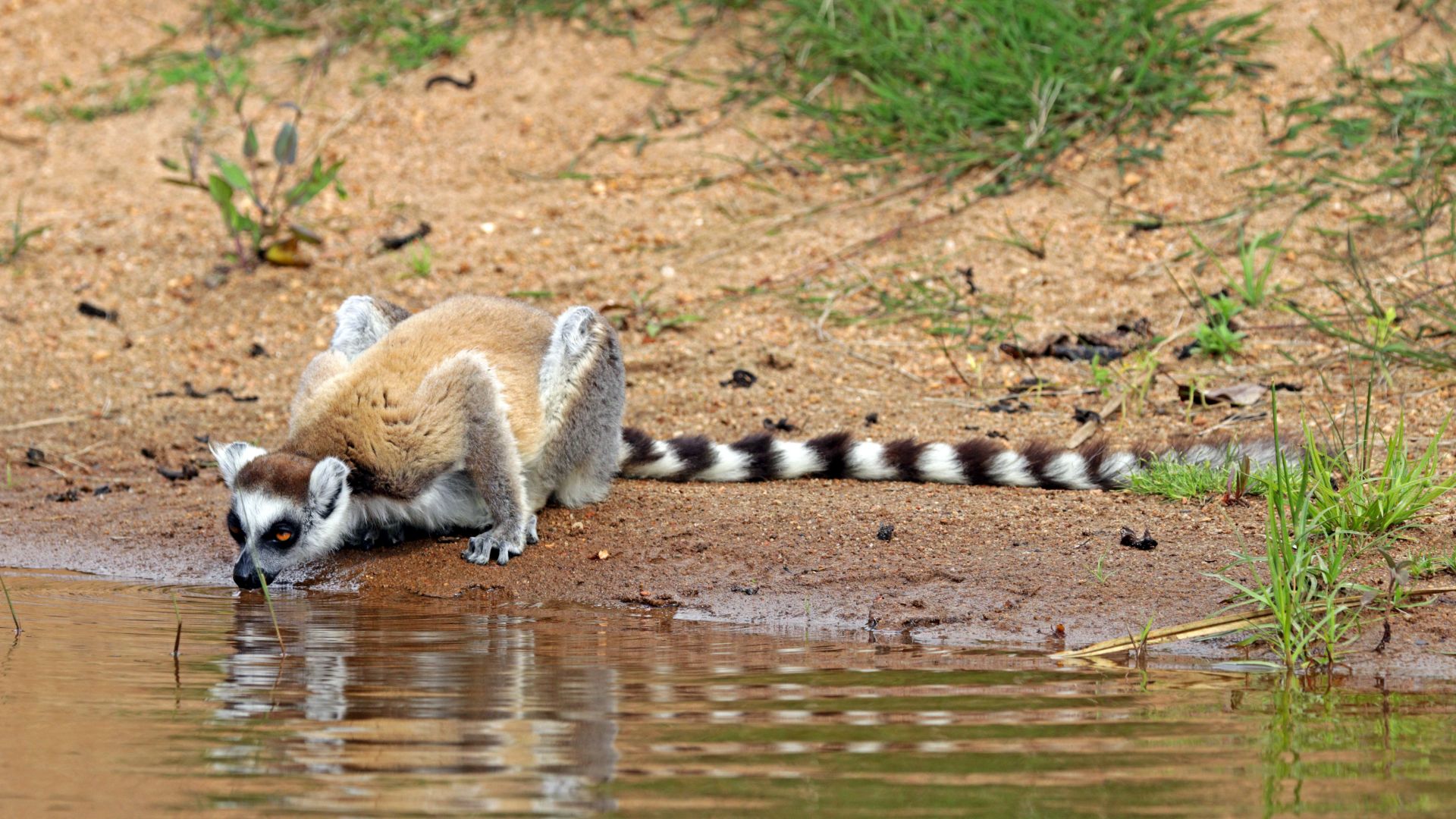 File:Ring-tailed lemur (Lemur catta) 2.jpg