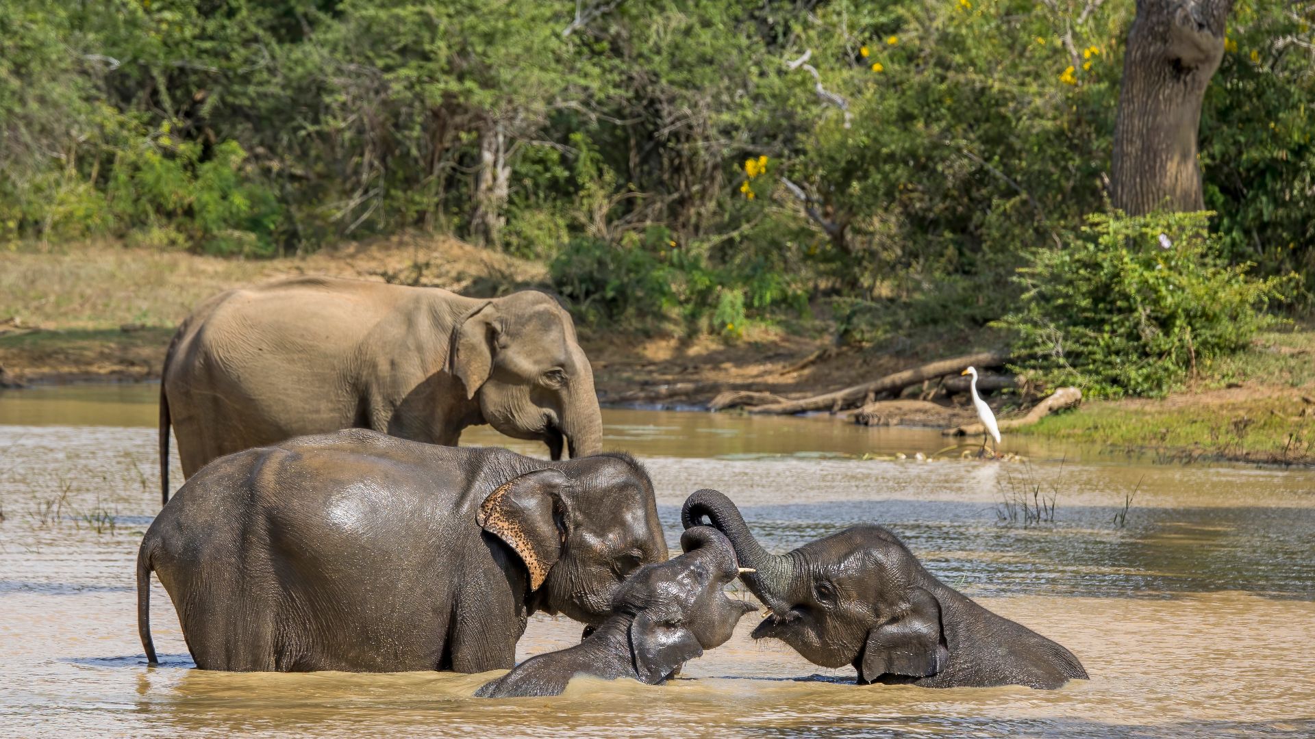 File:Sri Lankan elephant (Elephas maximus maximus) female and young 7.jpg