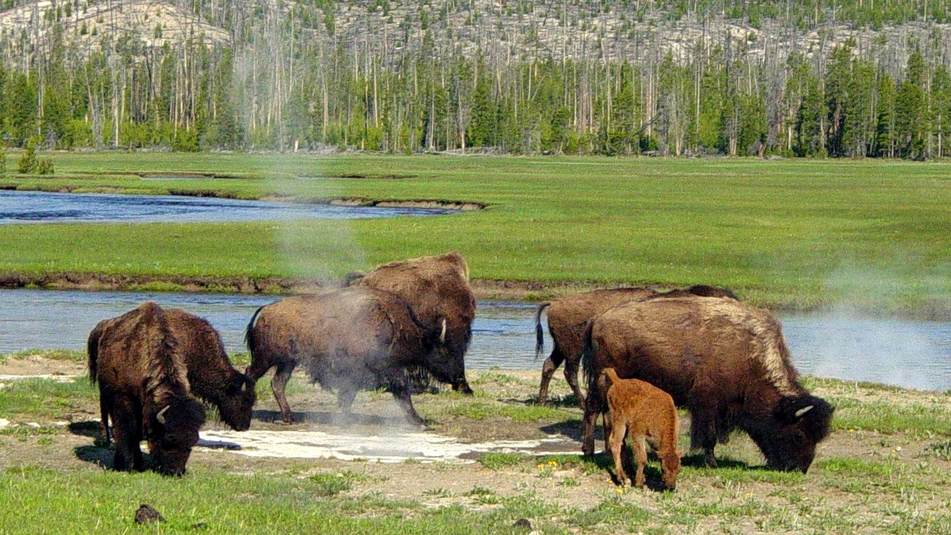 File:Bison near a hot spring in Yellowstone.JPG