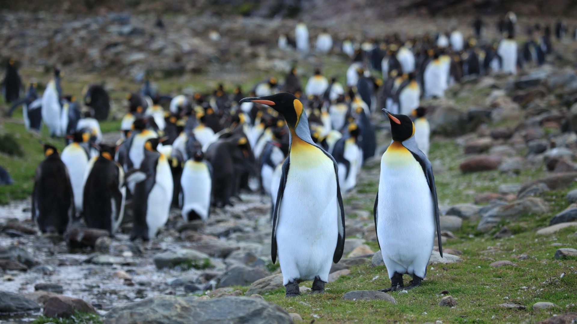 File:King Penguins at St. Andrews Bay, South Georgia (5816691009).jpg